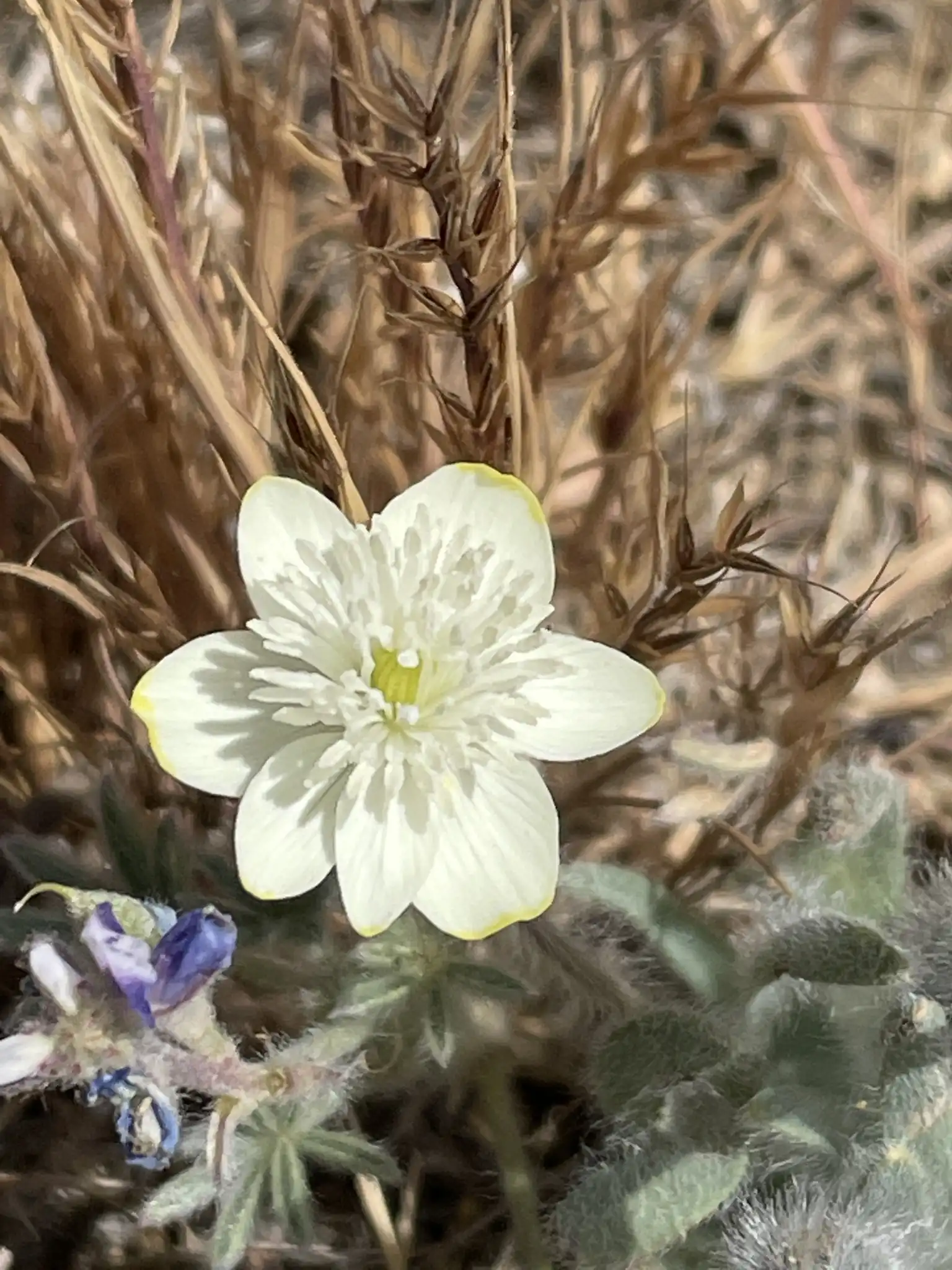 California Poppy