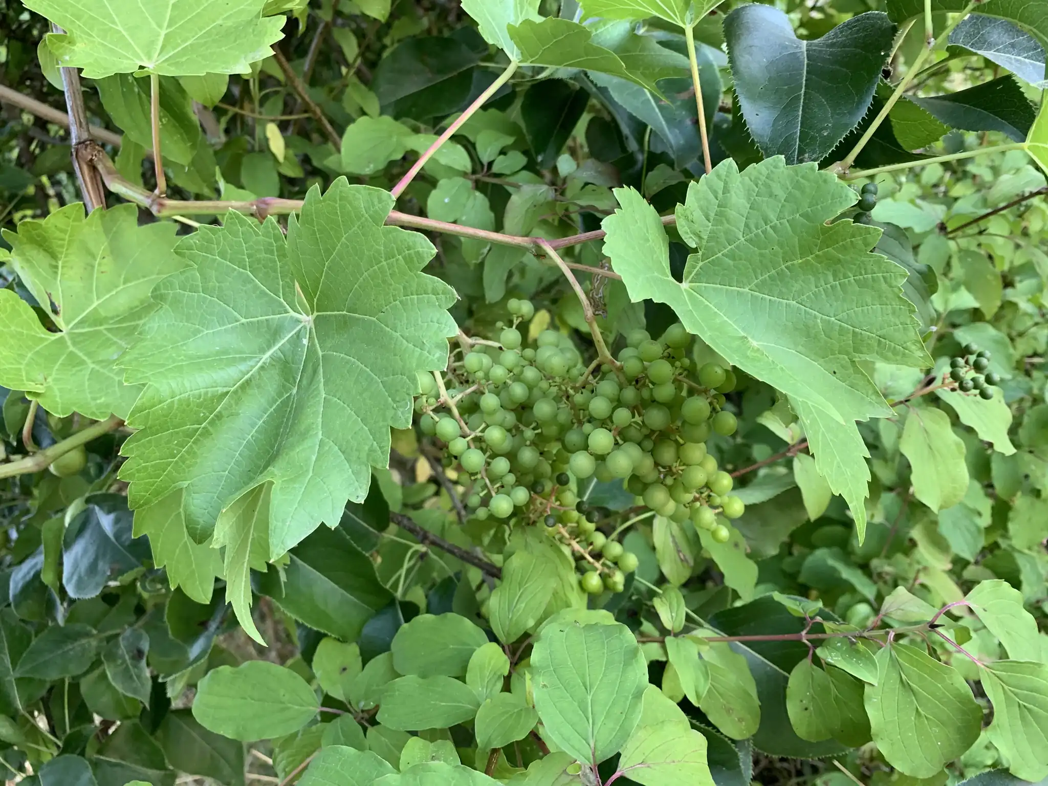 Grape
