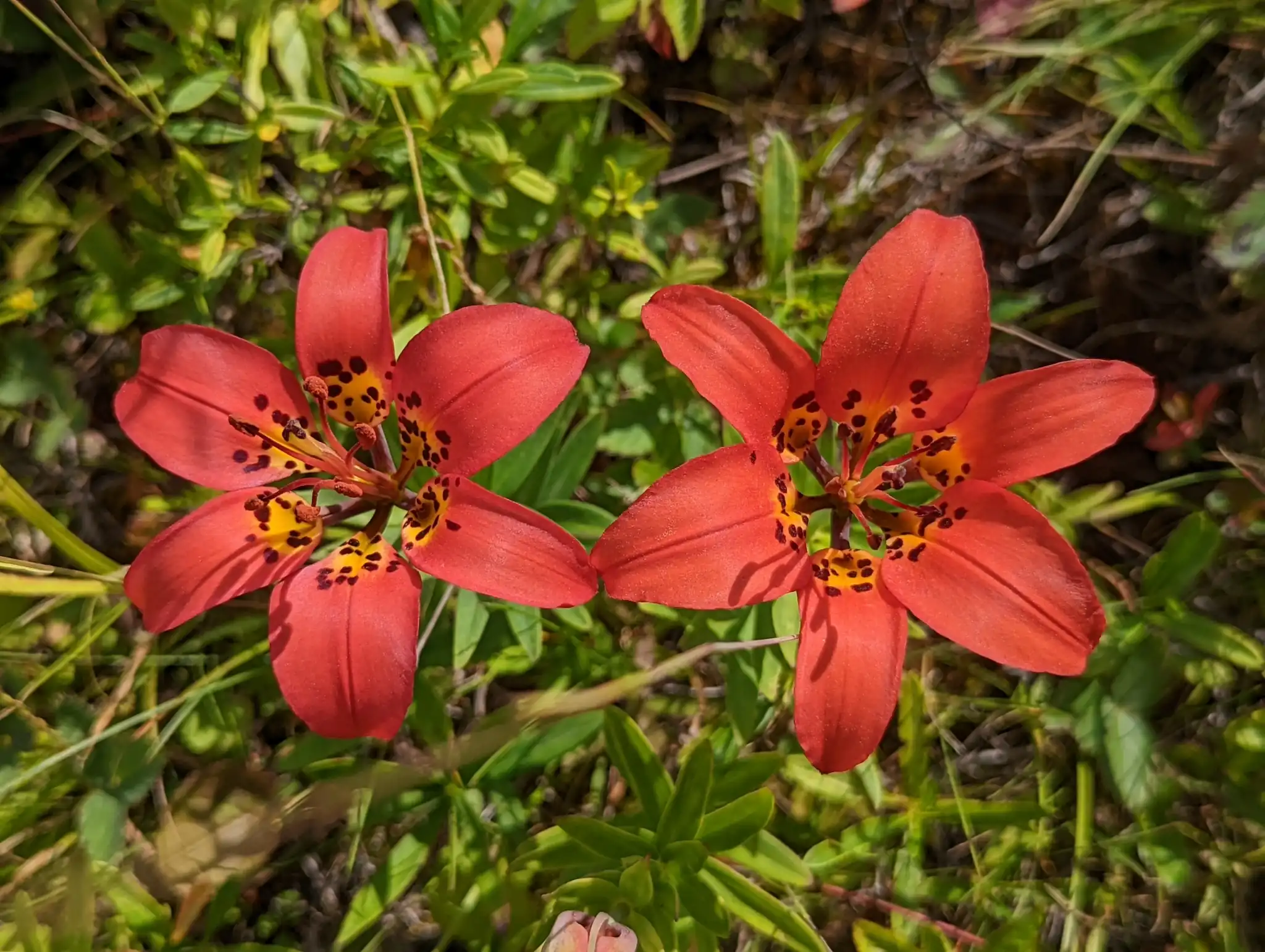 Wood Lily