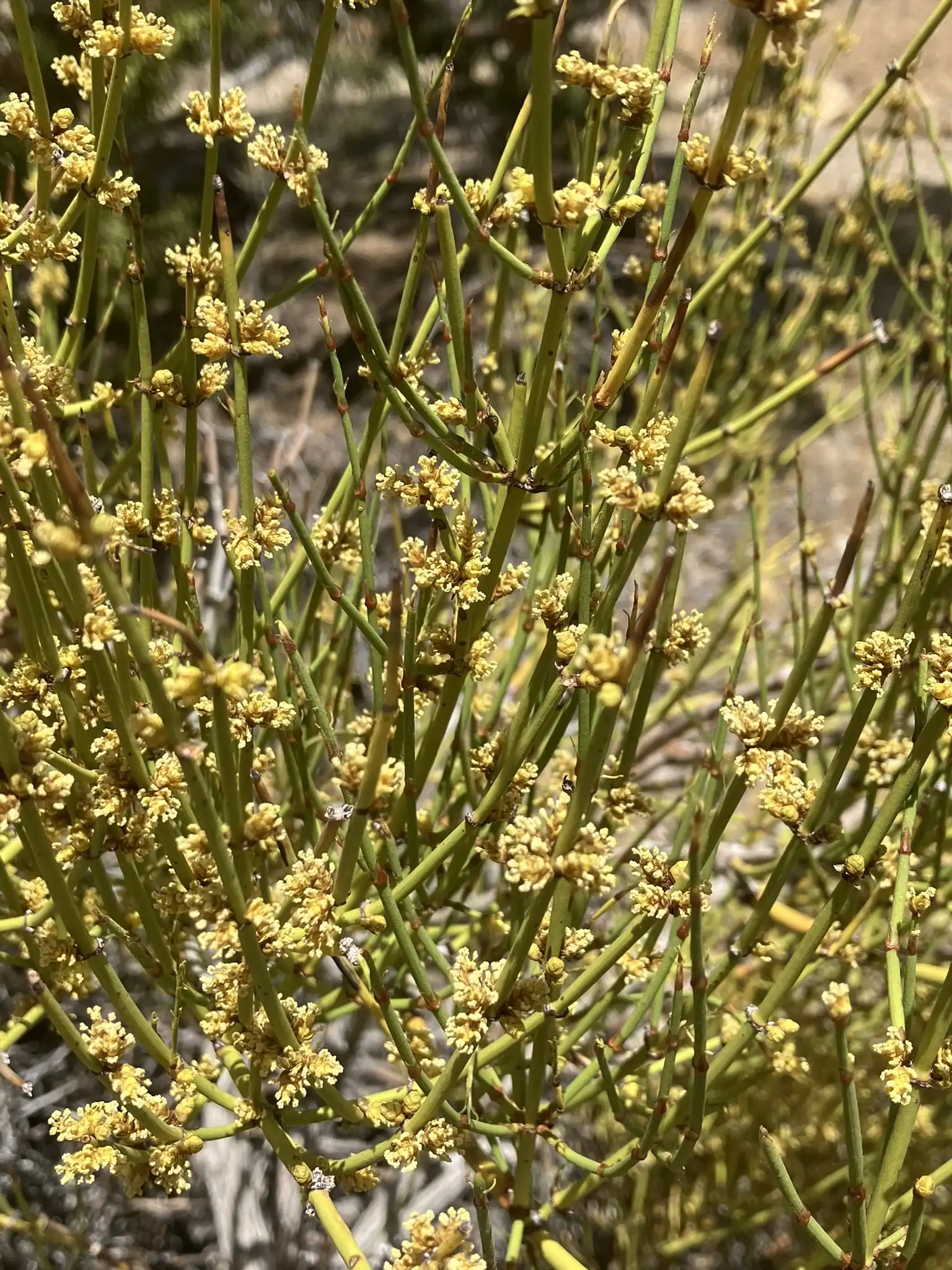 Green Ephedra