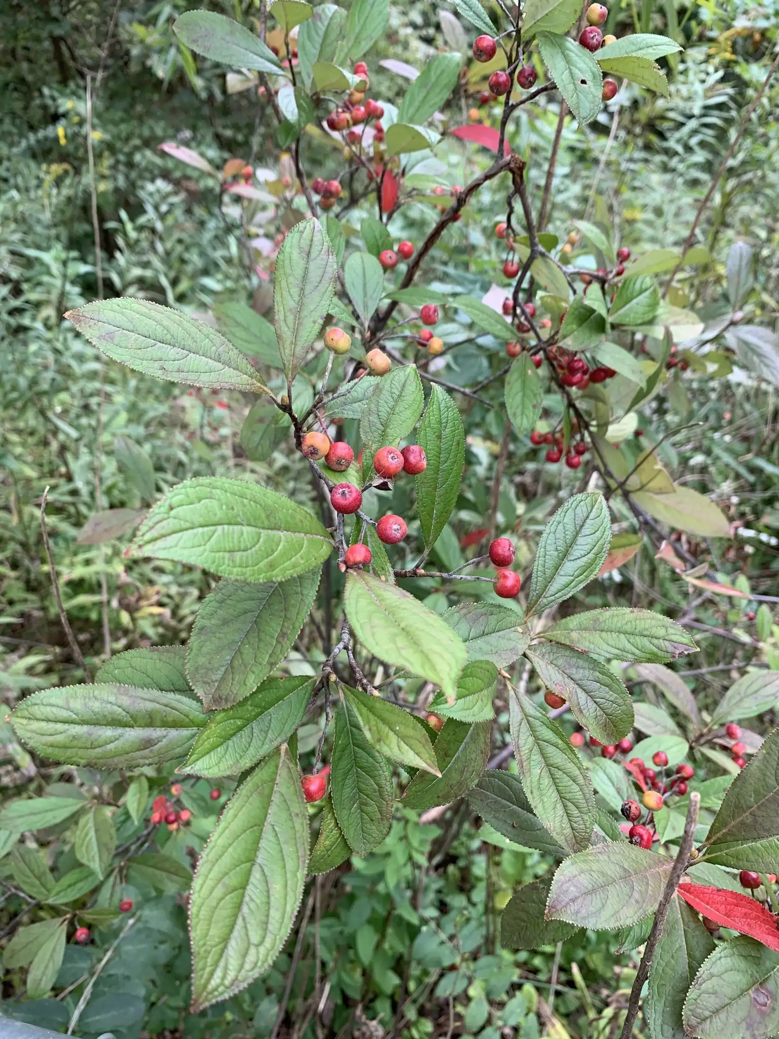 Red Chokeberry