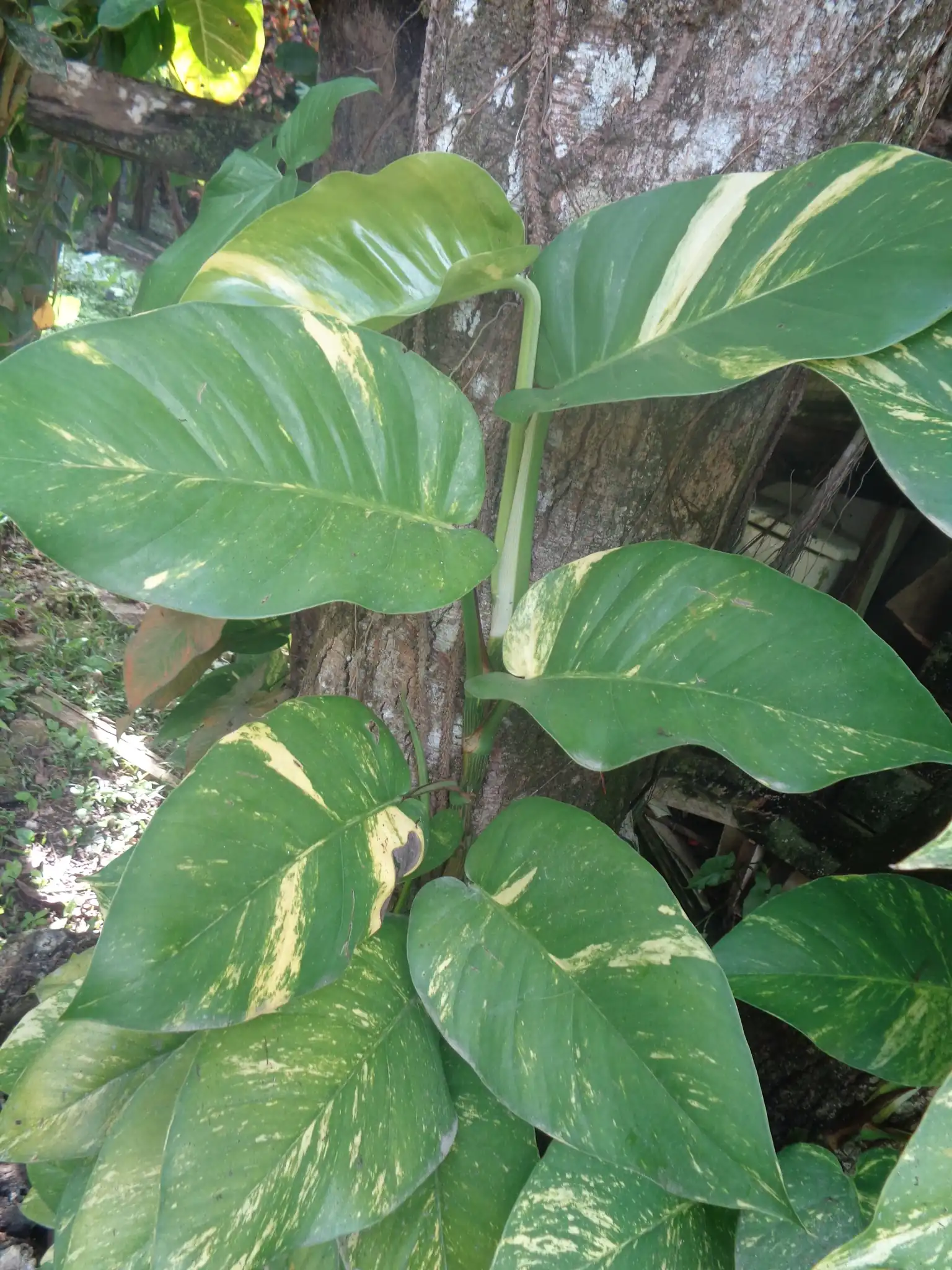 Golden Pothos