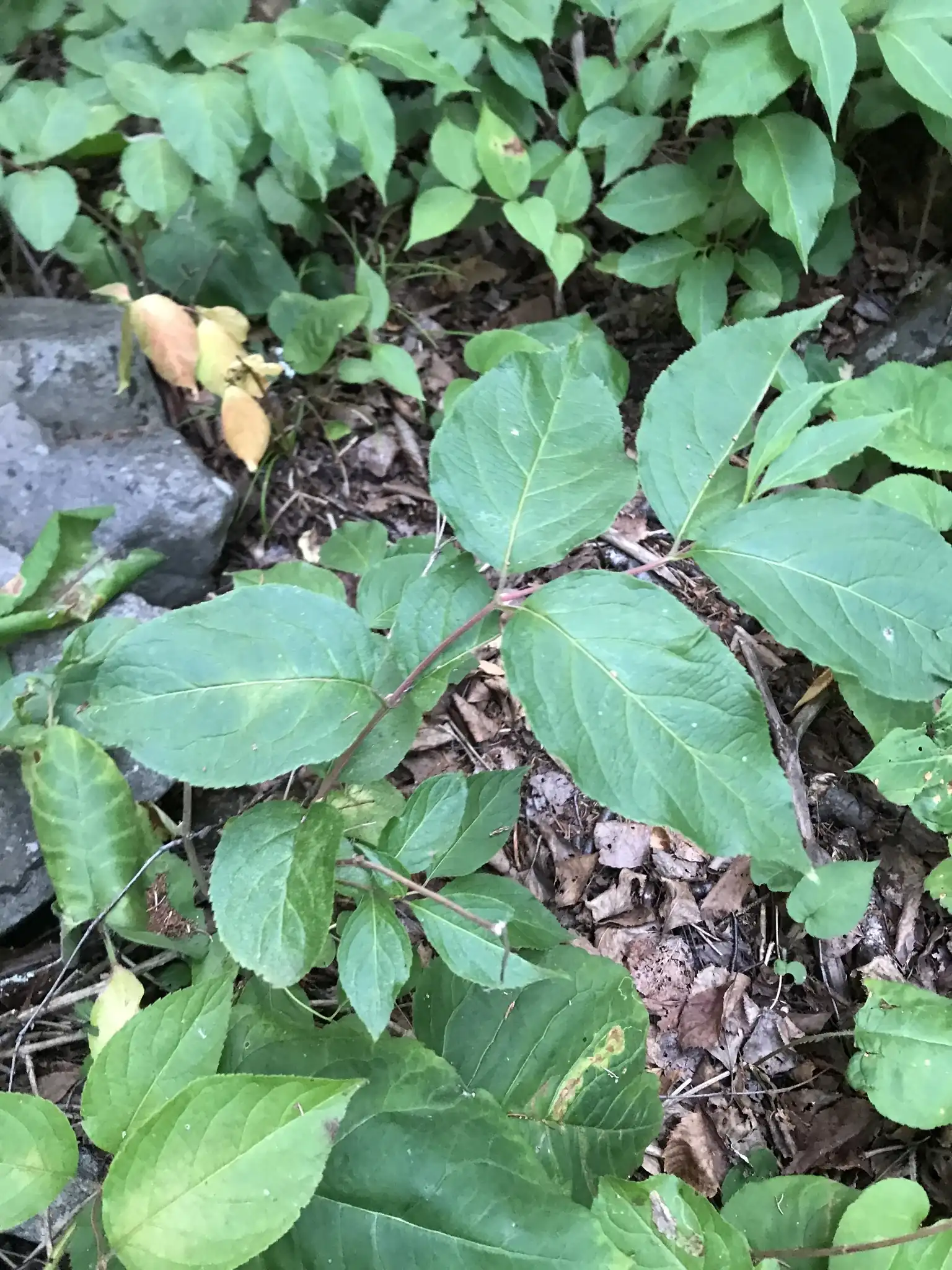 Northern Bush Honeysuckle