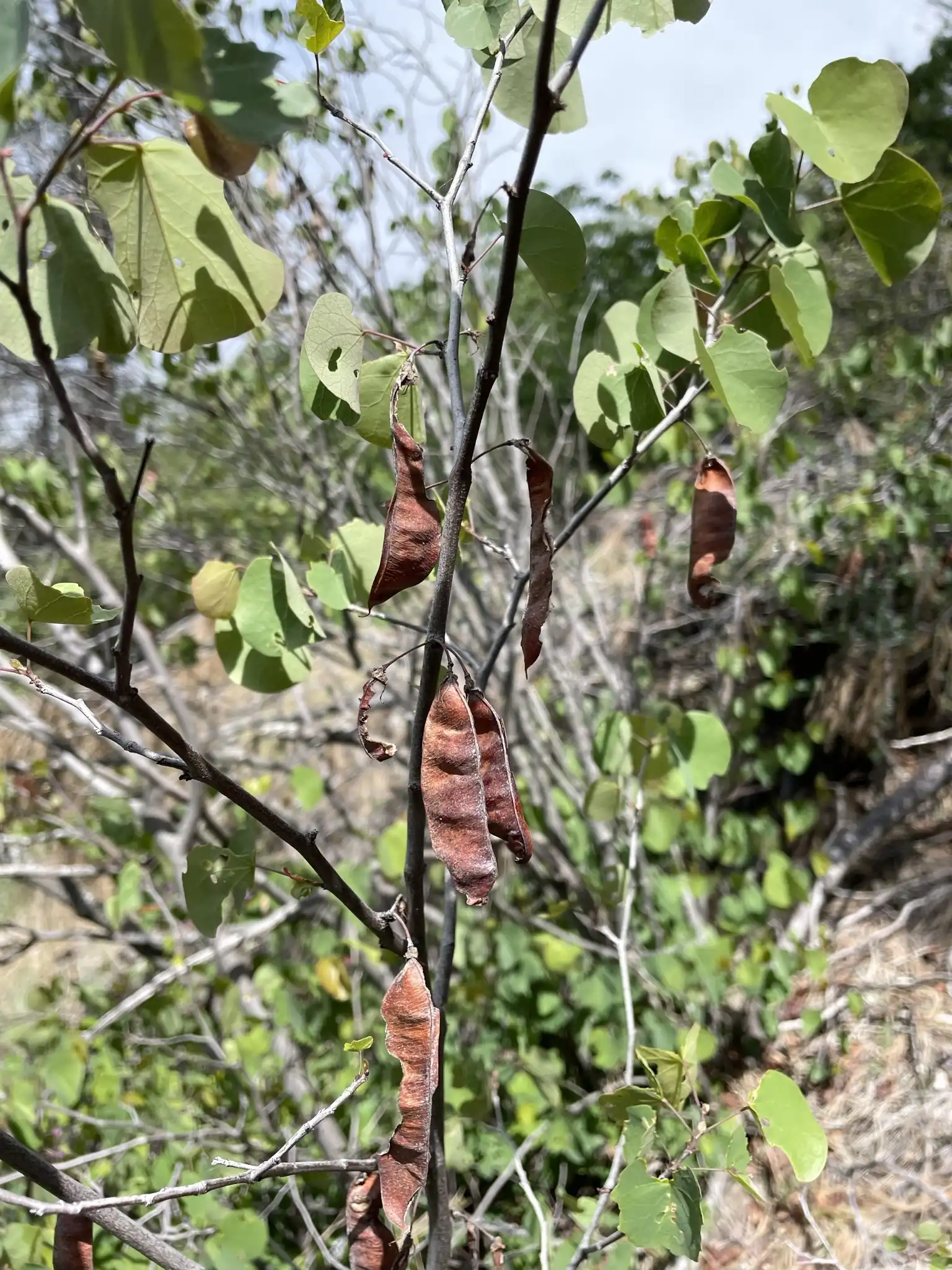 Western Redbud