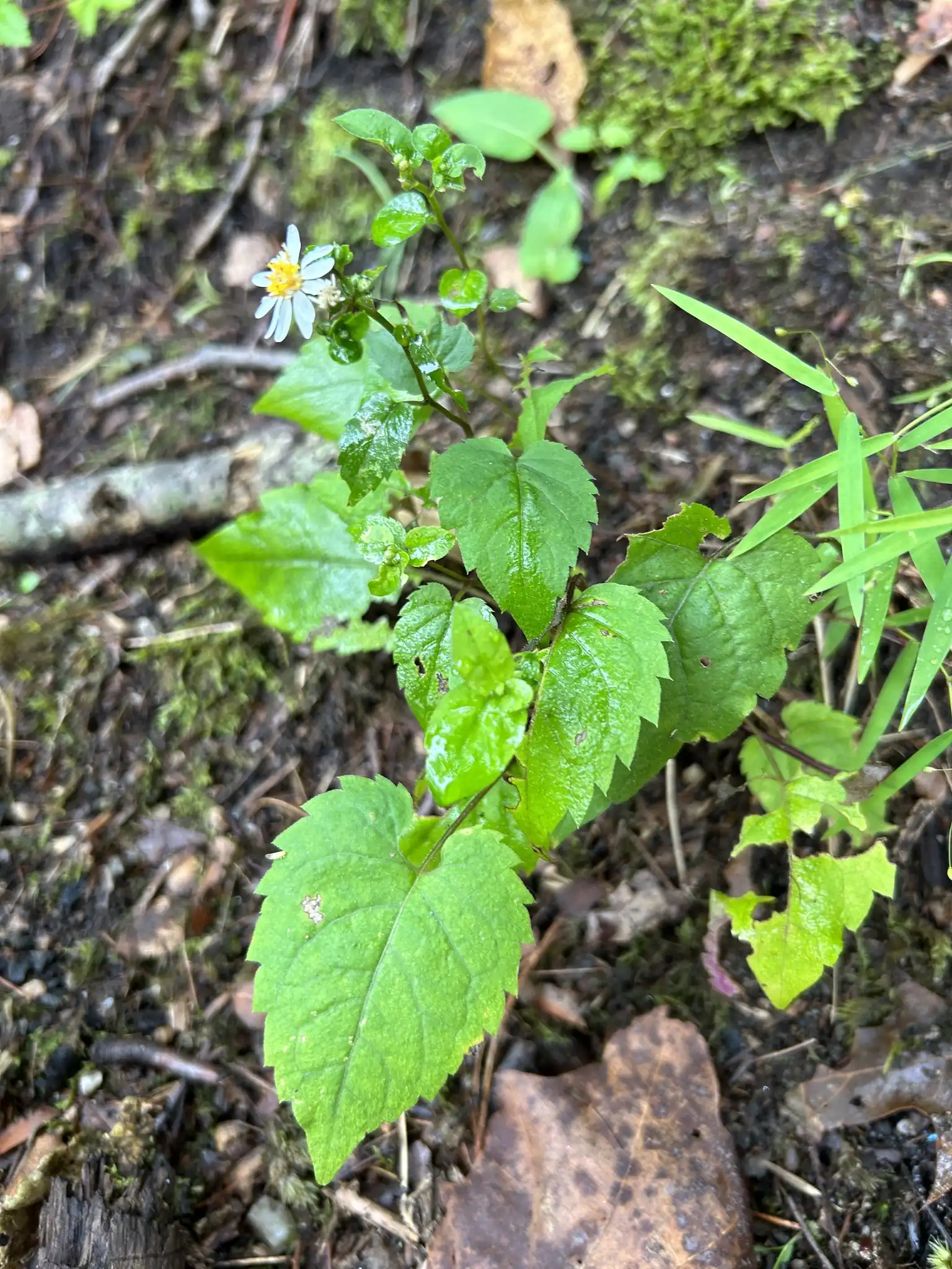 White Wood Aster