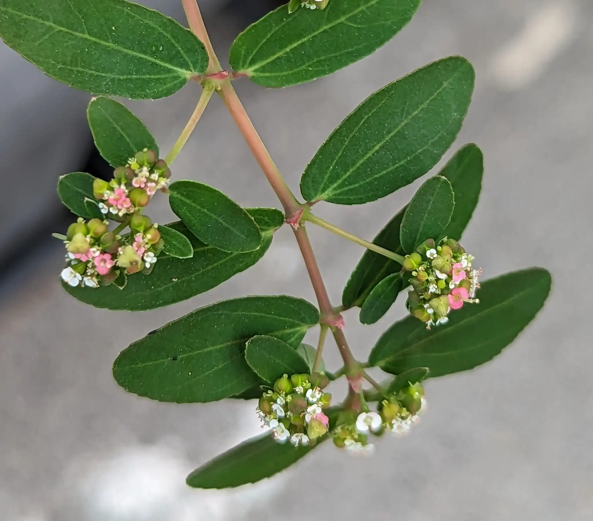 Graceful Spurge