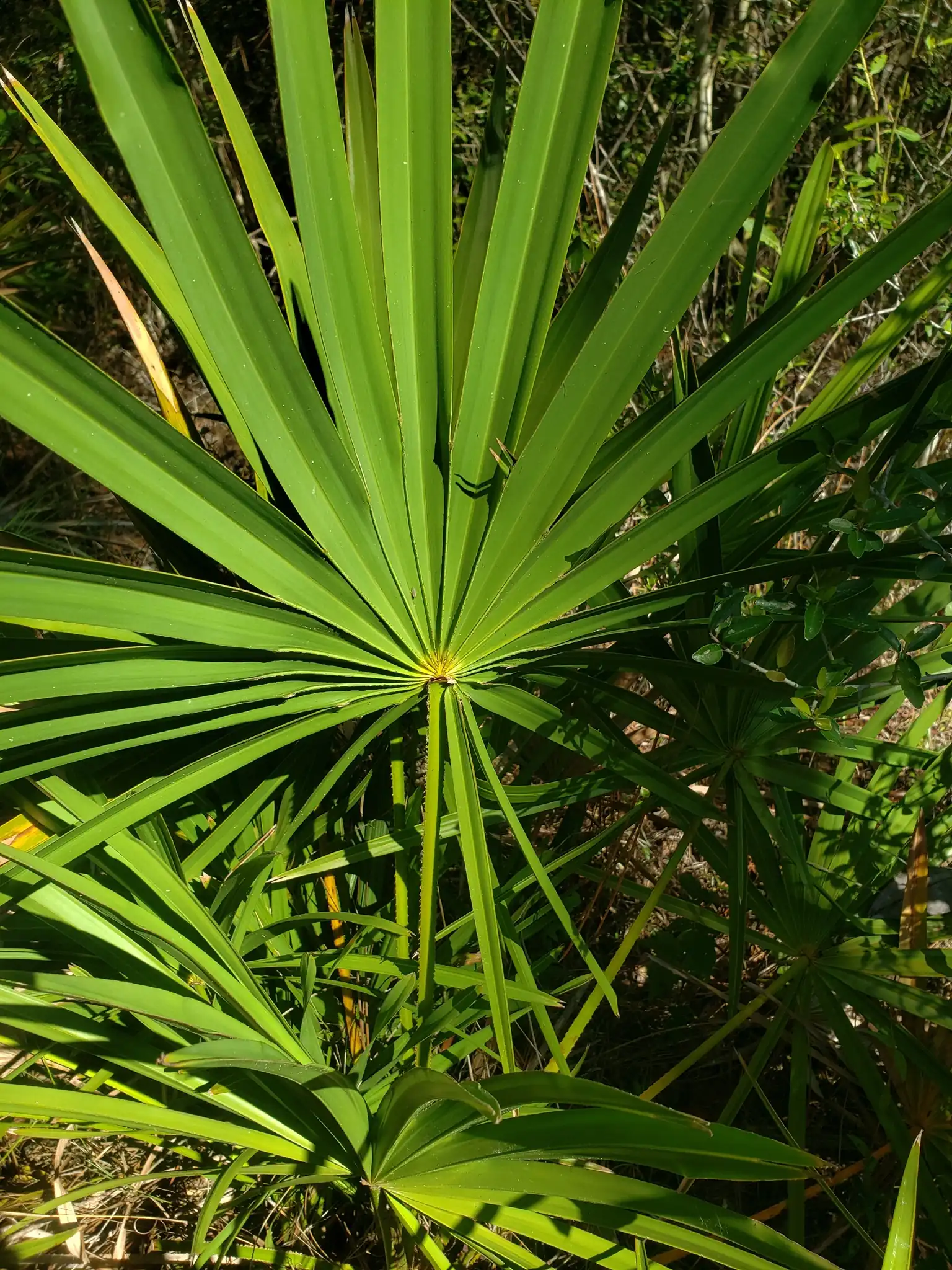 Saw Palmetto
