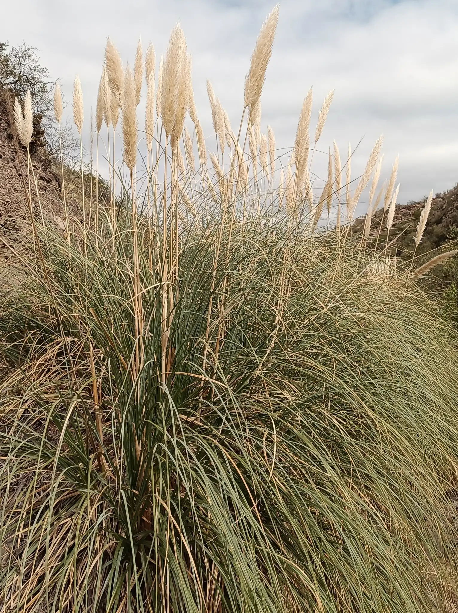 Pampas Grass
