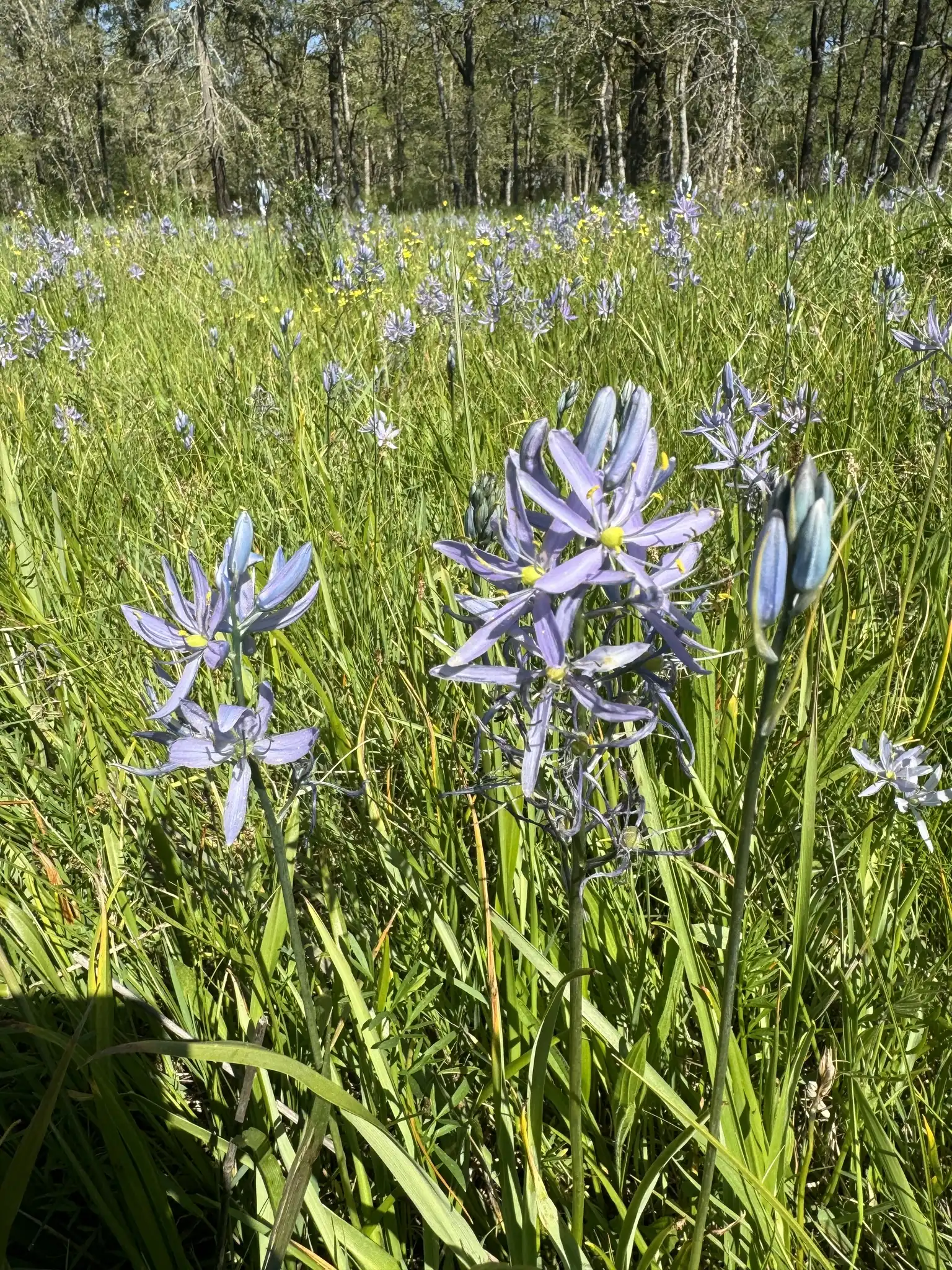 Common Camas