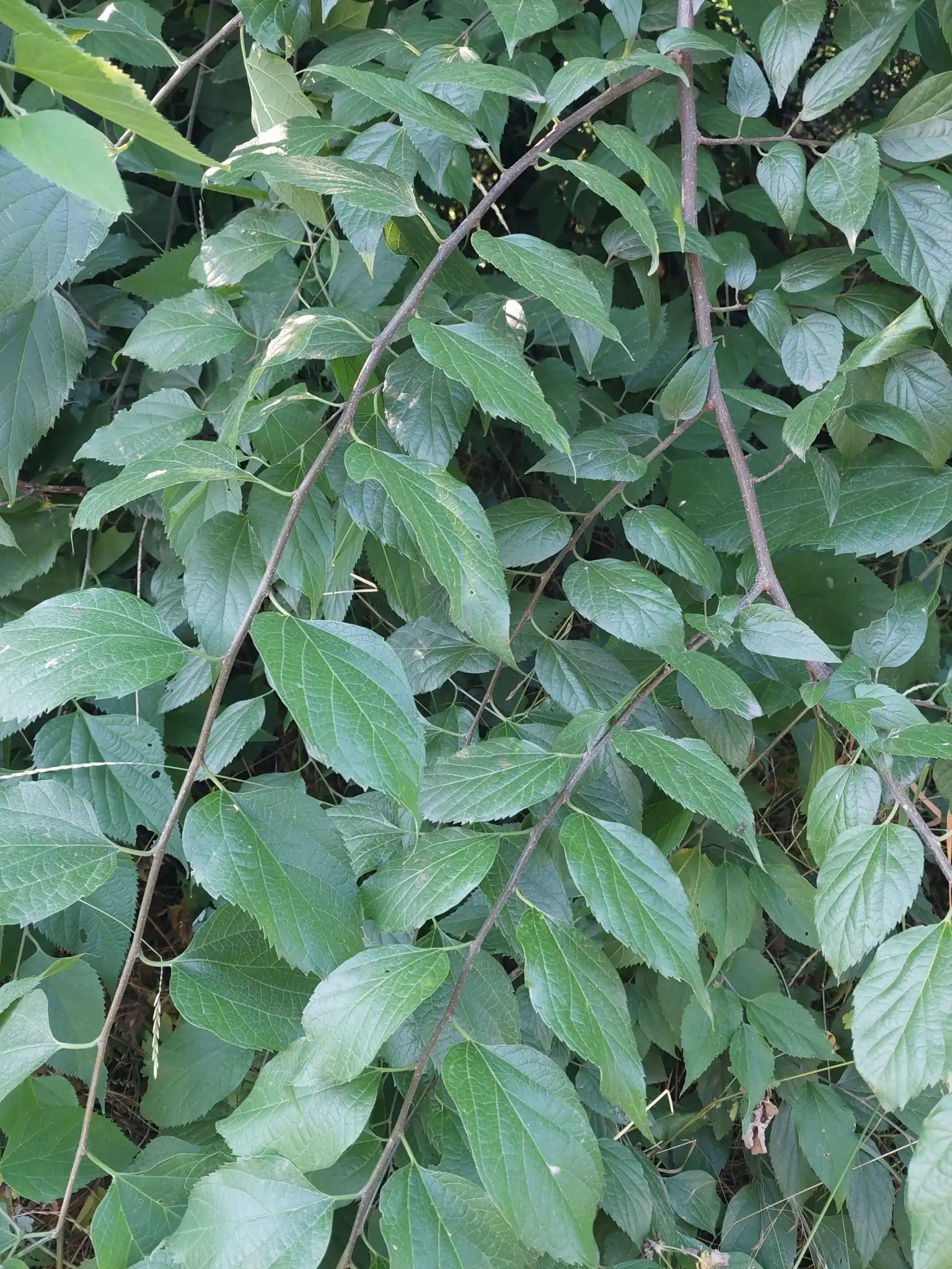 Common Hackberry