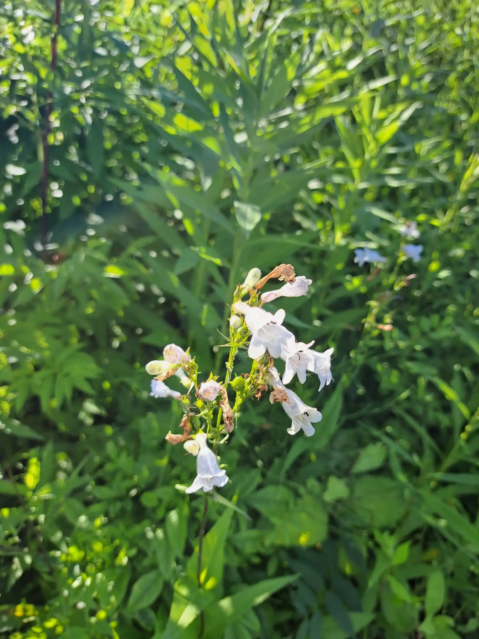 Foxglove Beardtongue