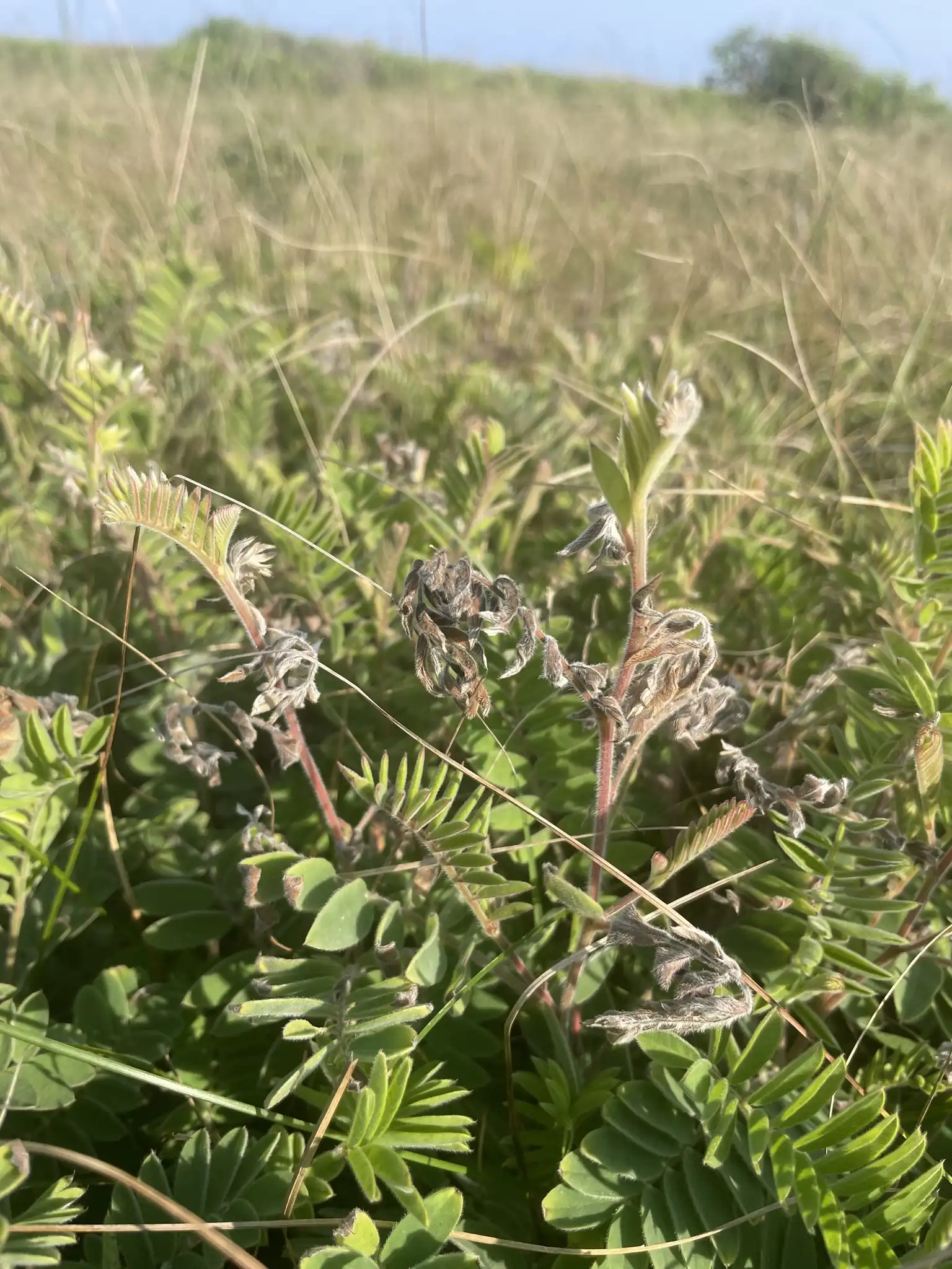 Goat's Rue