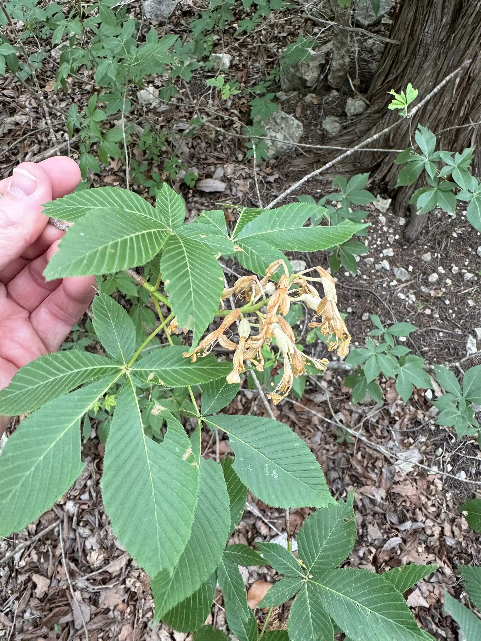 Red Buckeye