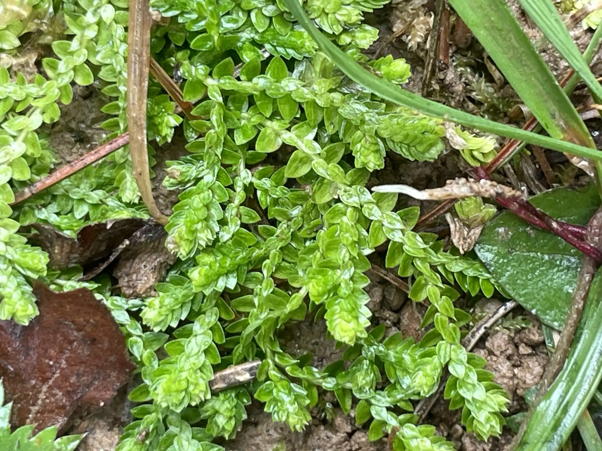 Meadow Spikemoss
