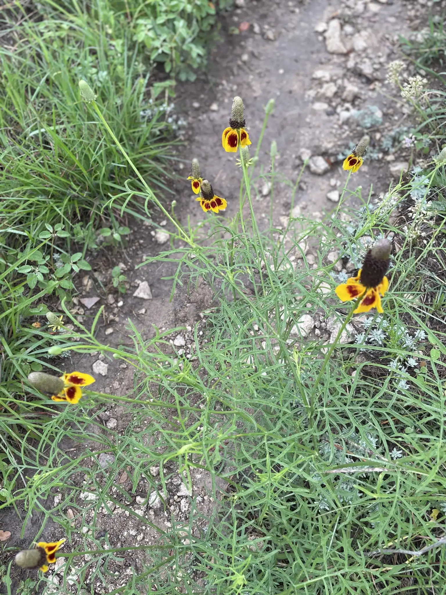 Mexican Hat