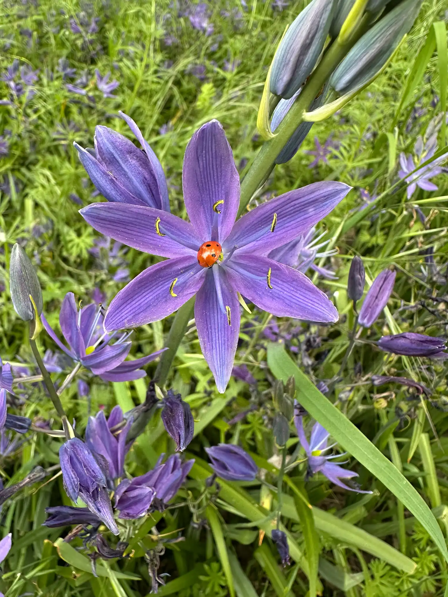 Leichtlin's Camas