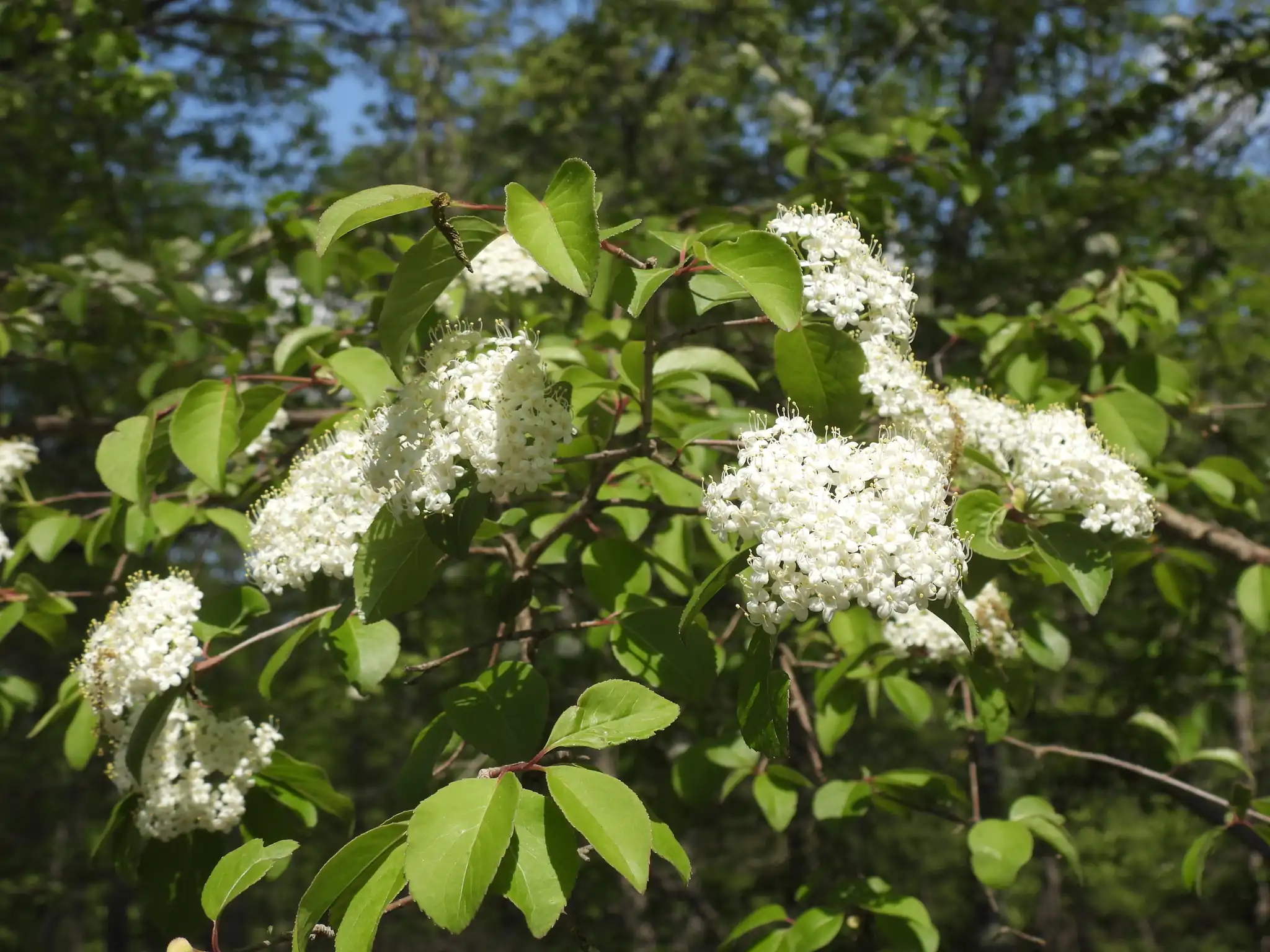 Blackhaw Viburnum