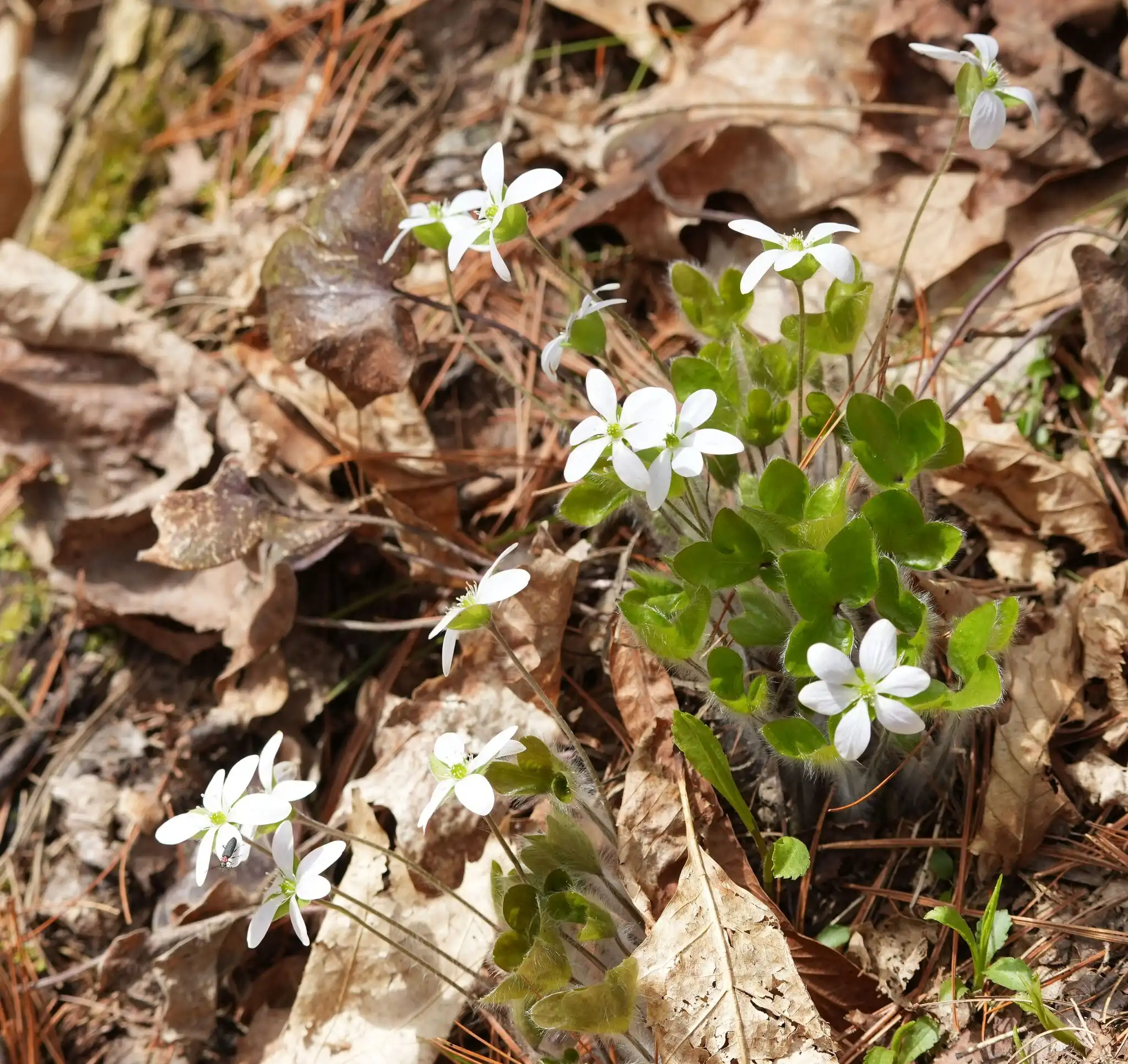 Round-lobed Hepatica