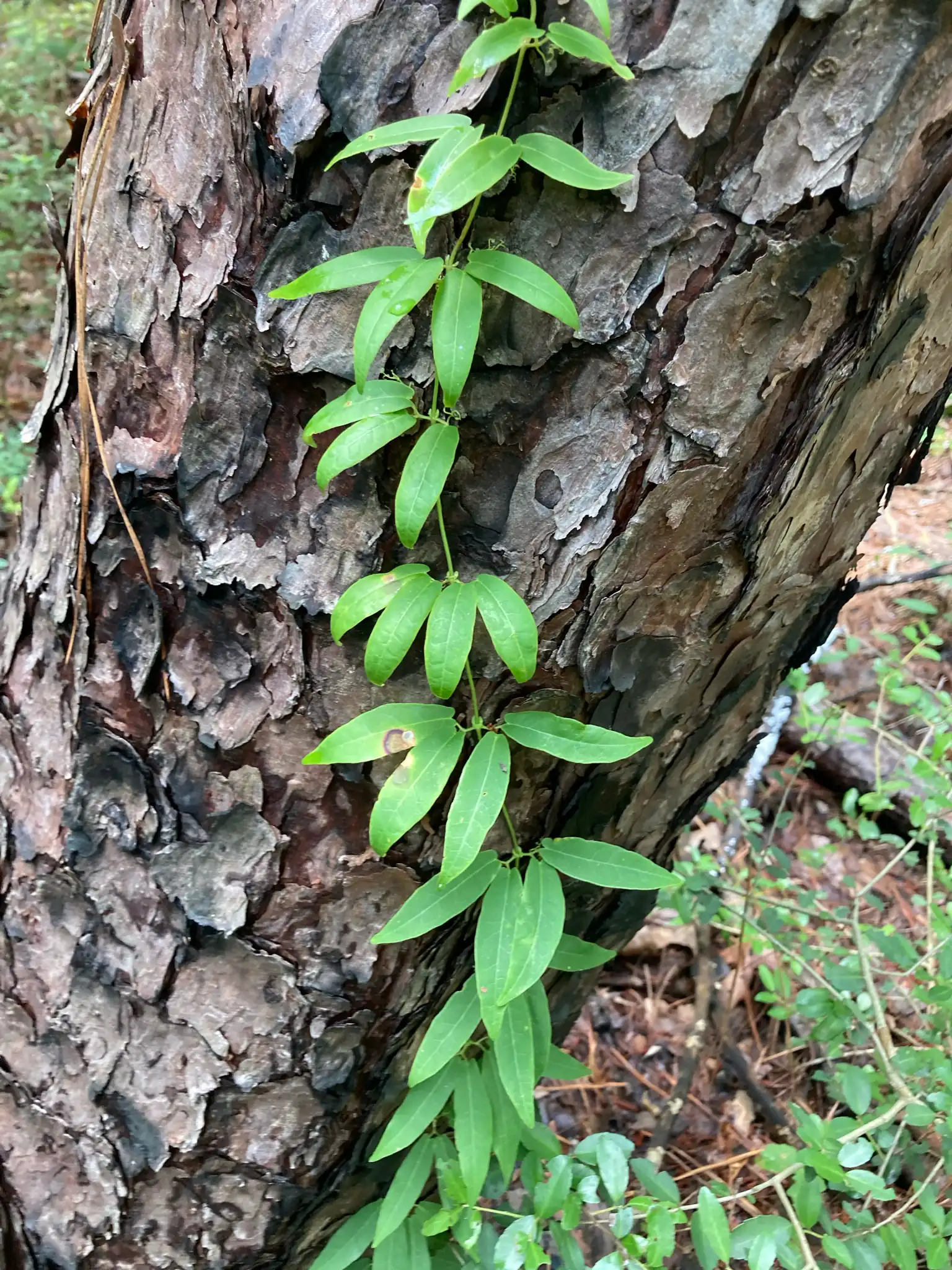 Crossvine