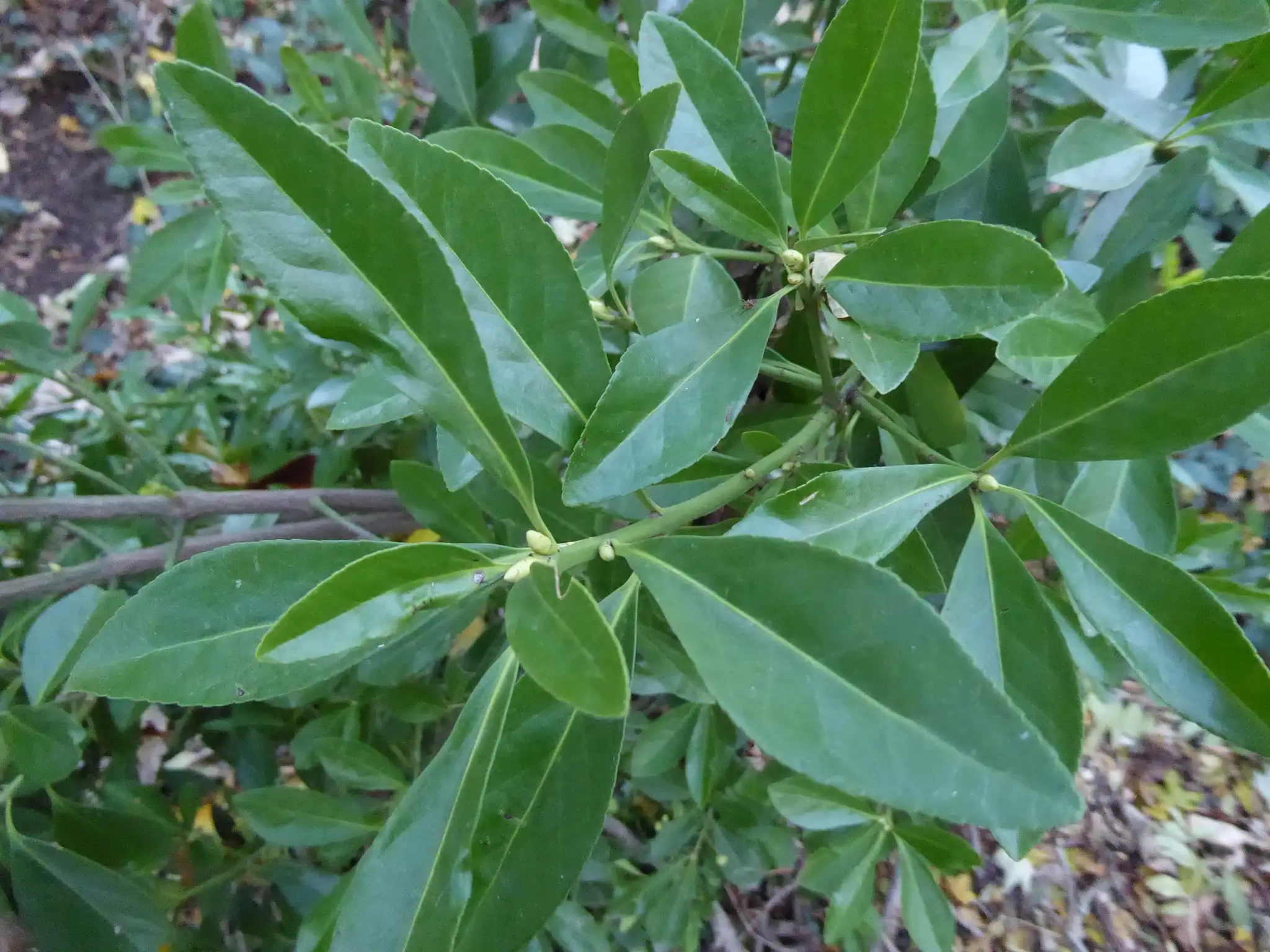 Japanese Spindle