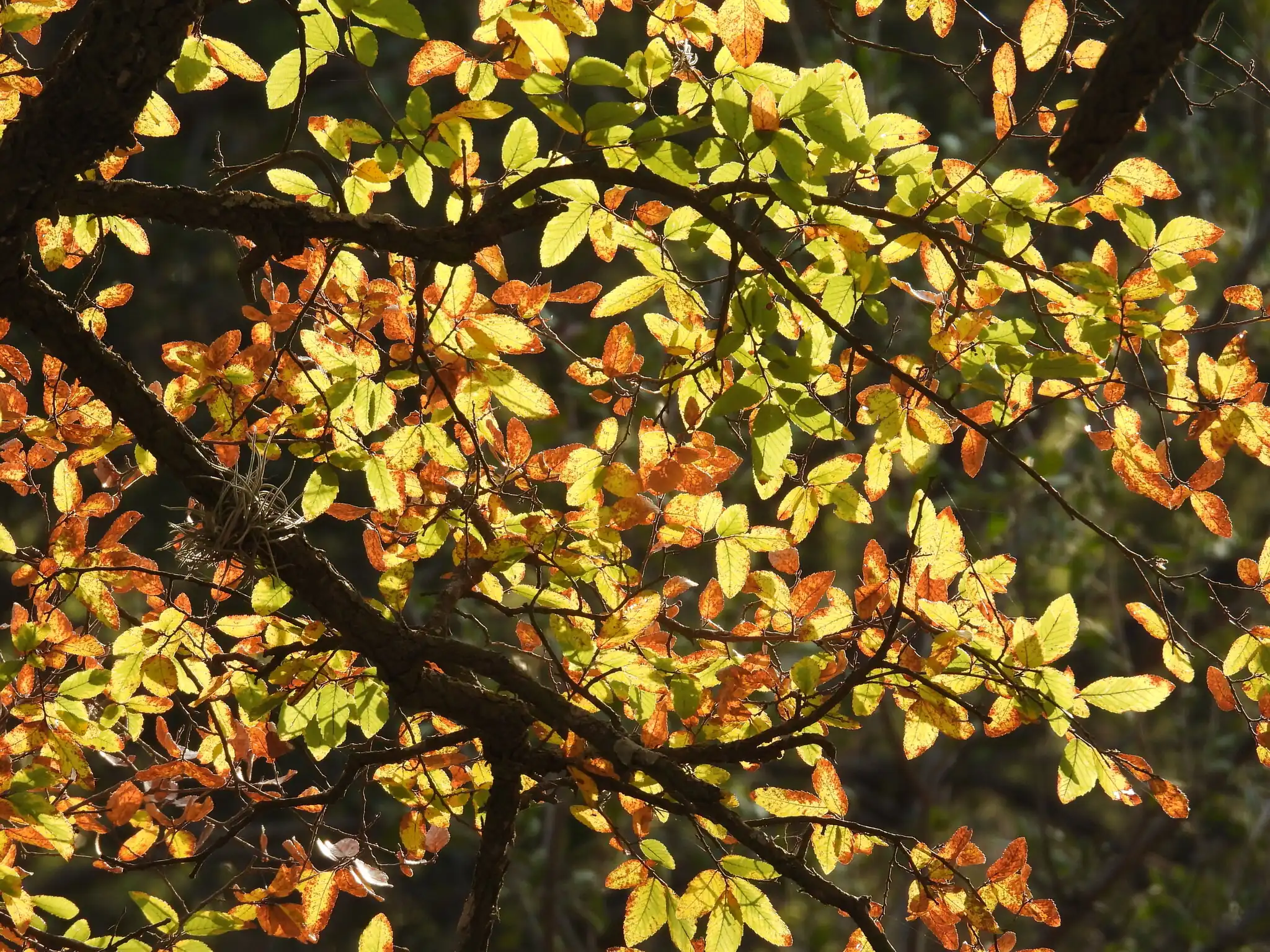 Cedar Elm