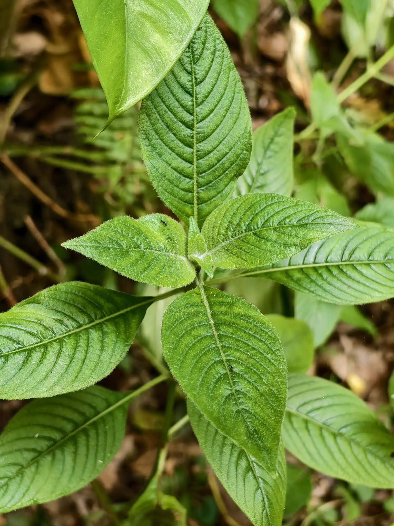 Pentas