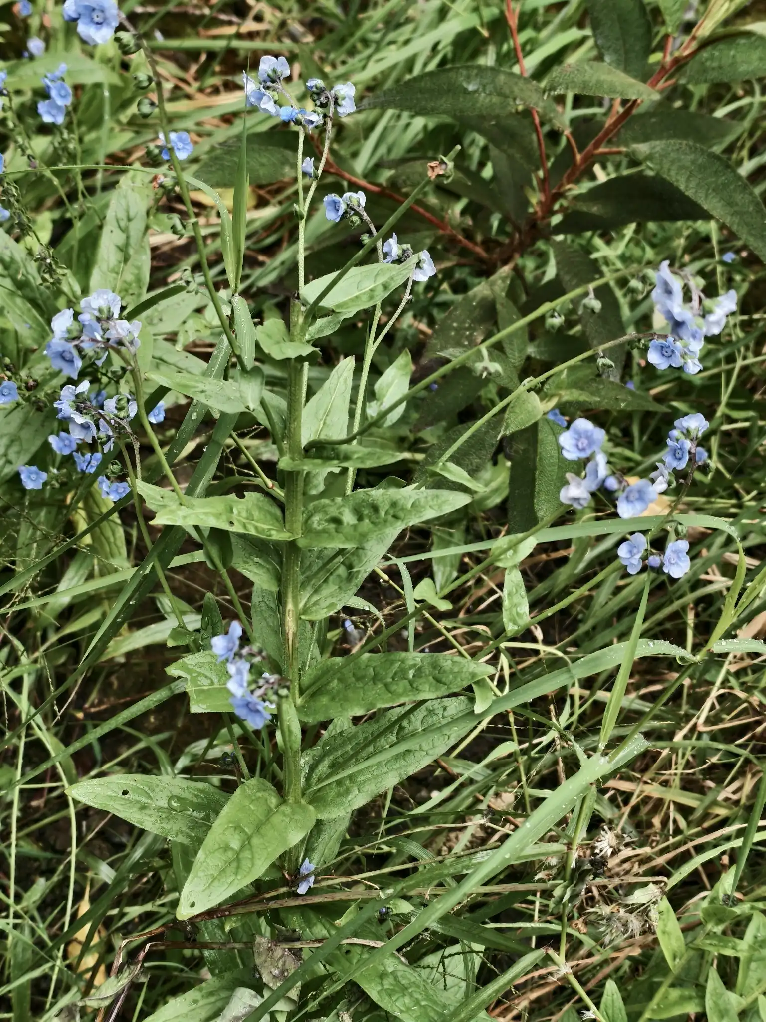 Chinese Forget-me-not