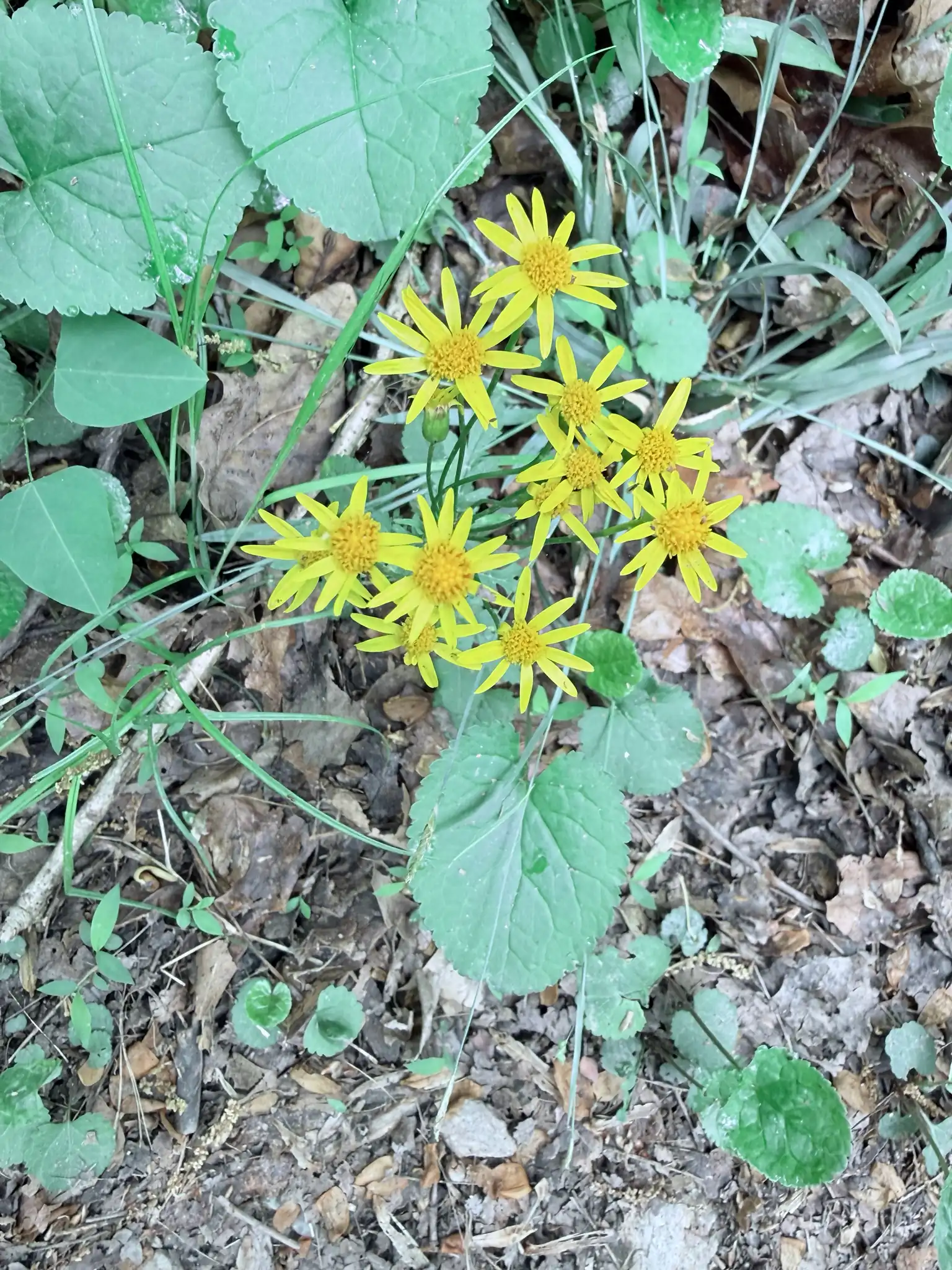Golden Ragwort