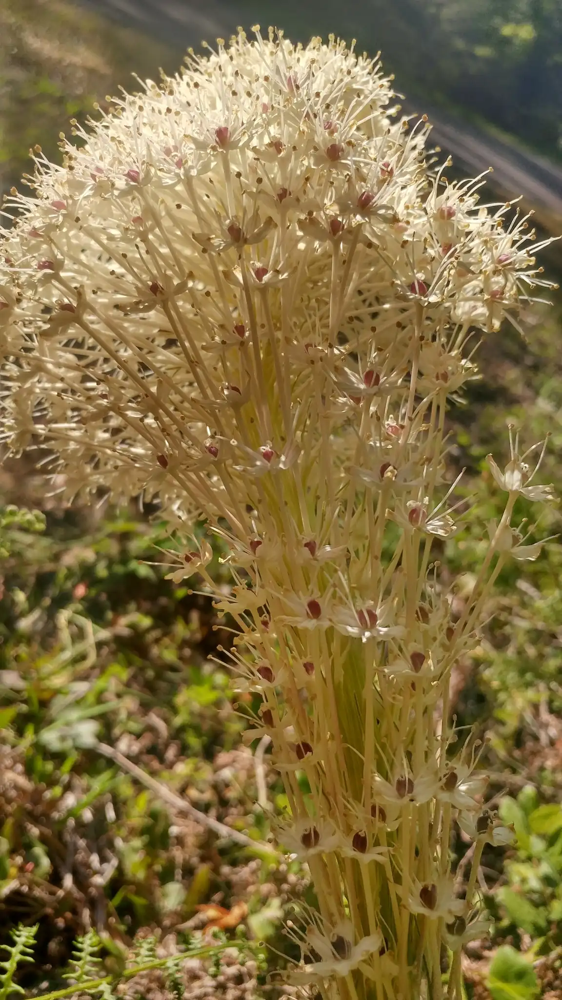Beargrass