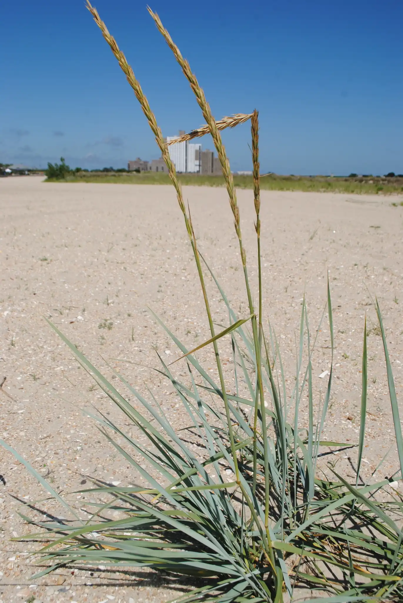 Lyme Grass