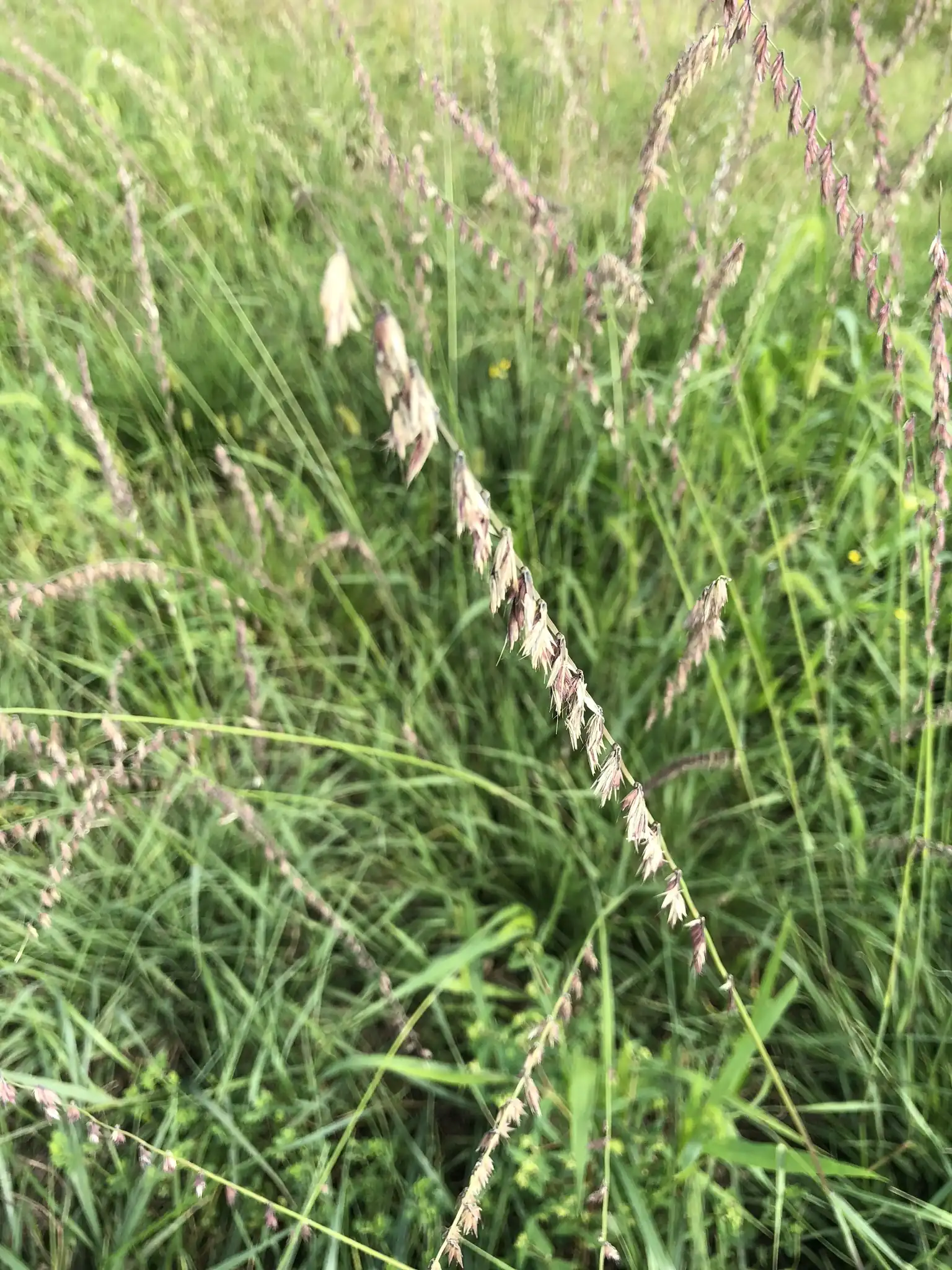 Sideoats Grama