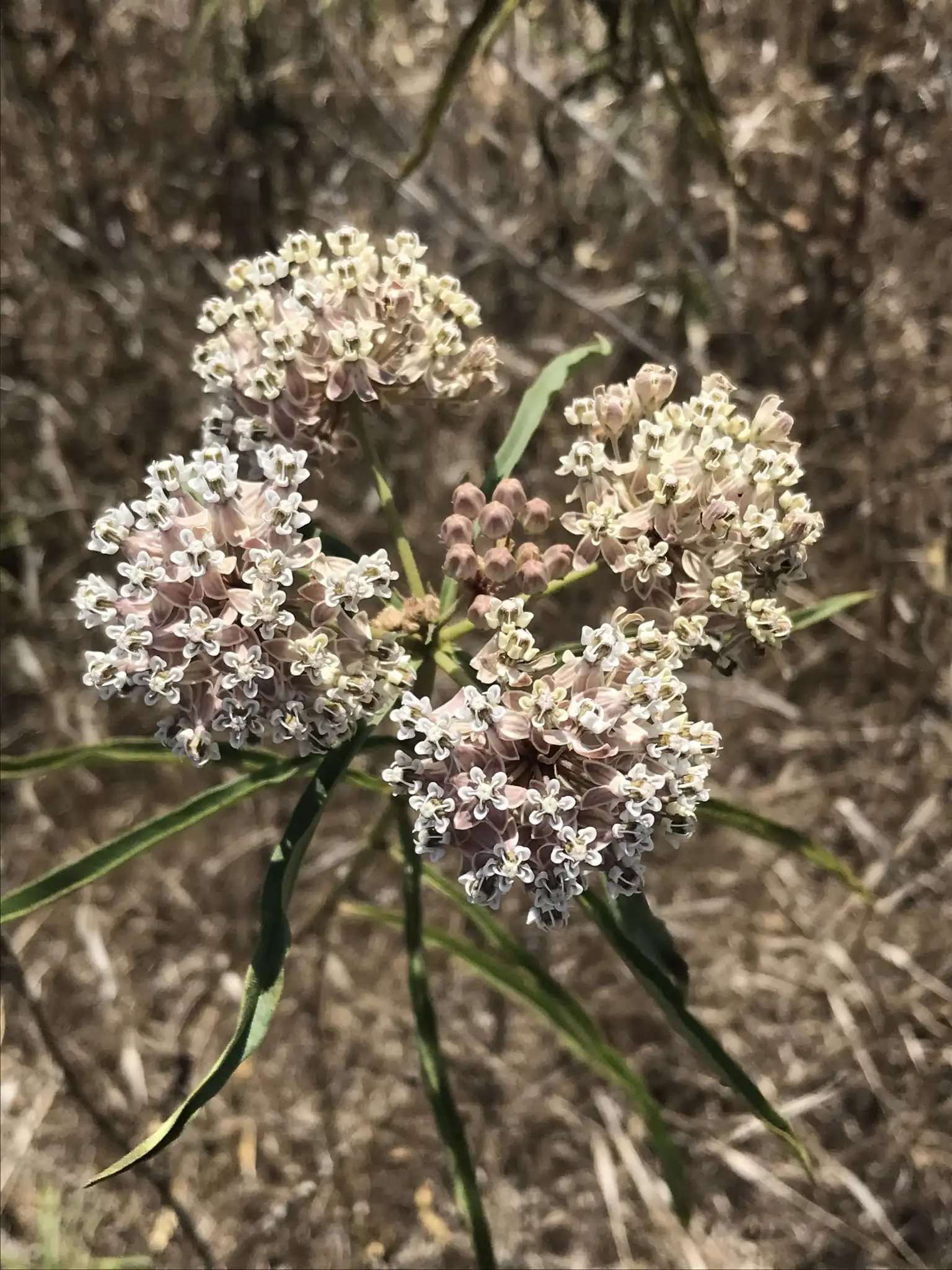 narrowleaf milkweed