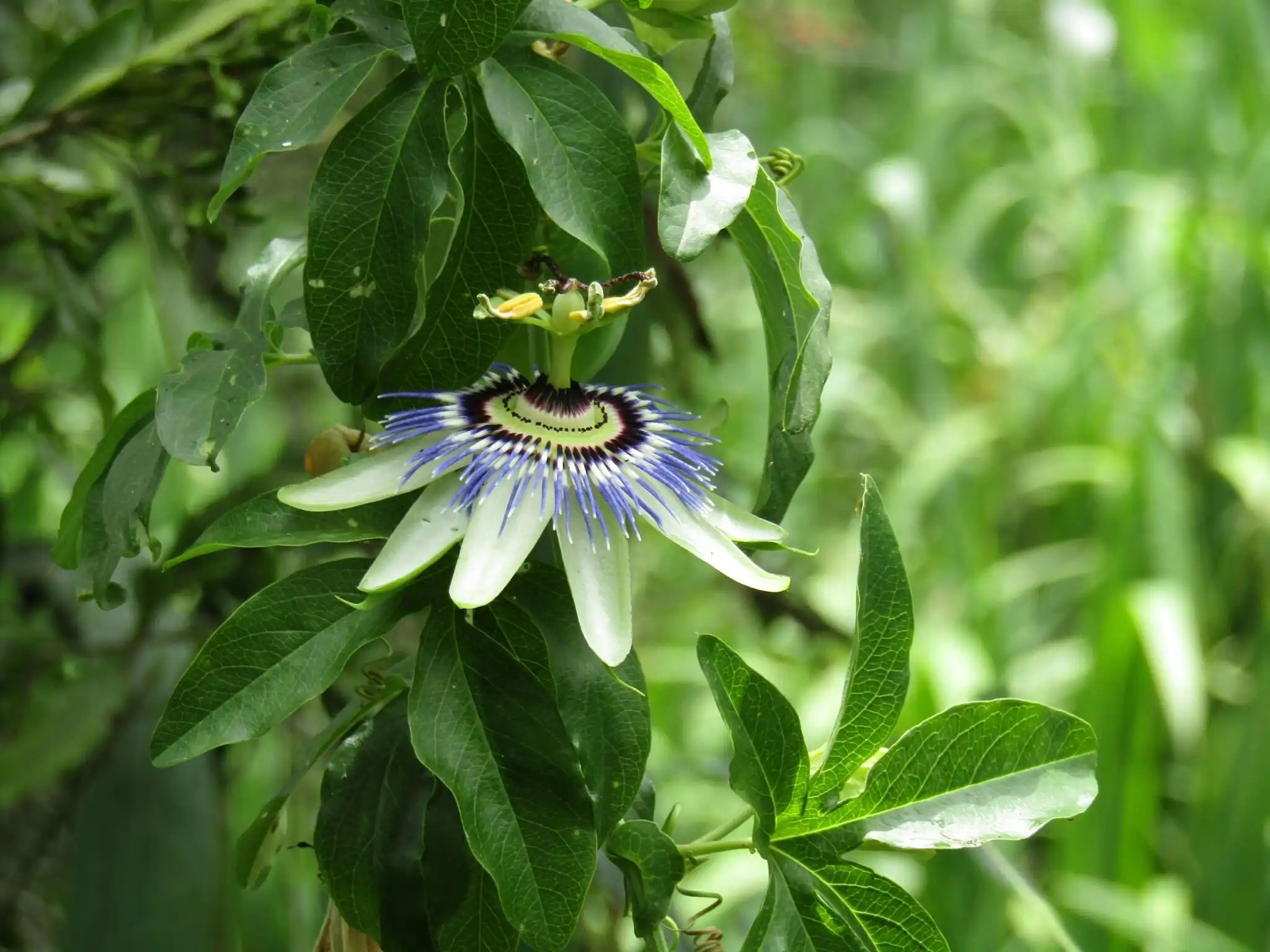 Passionflower