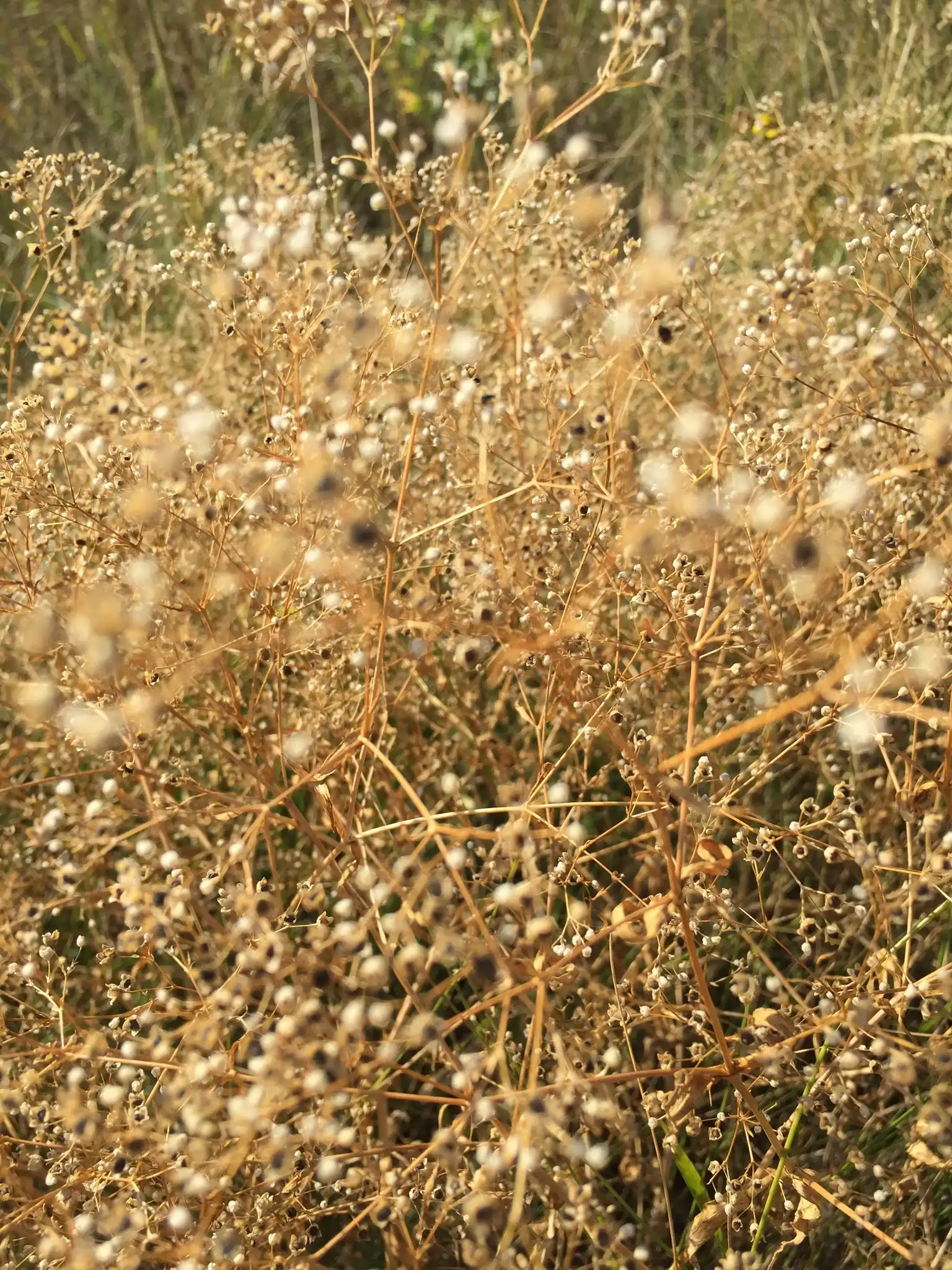 Baby's Breath