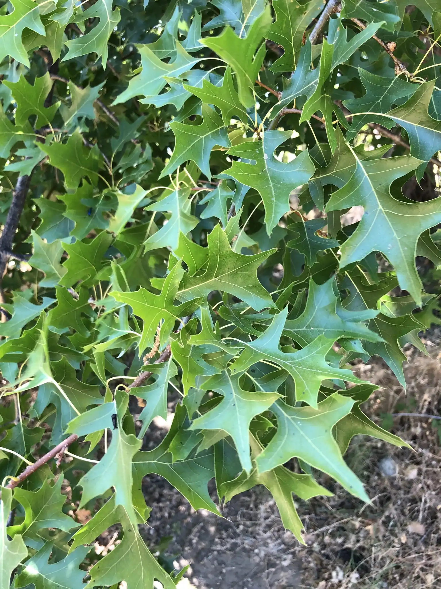 Pin Oak