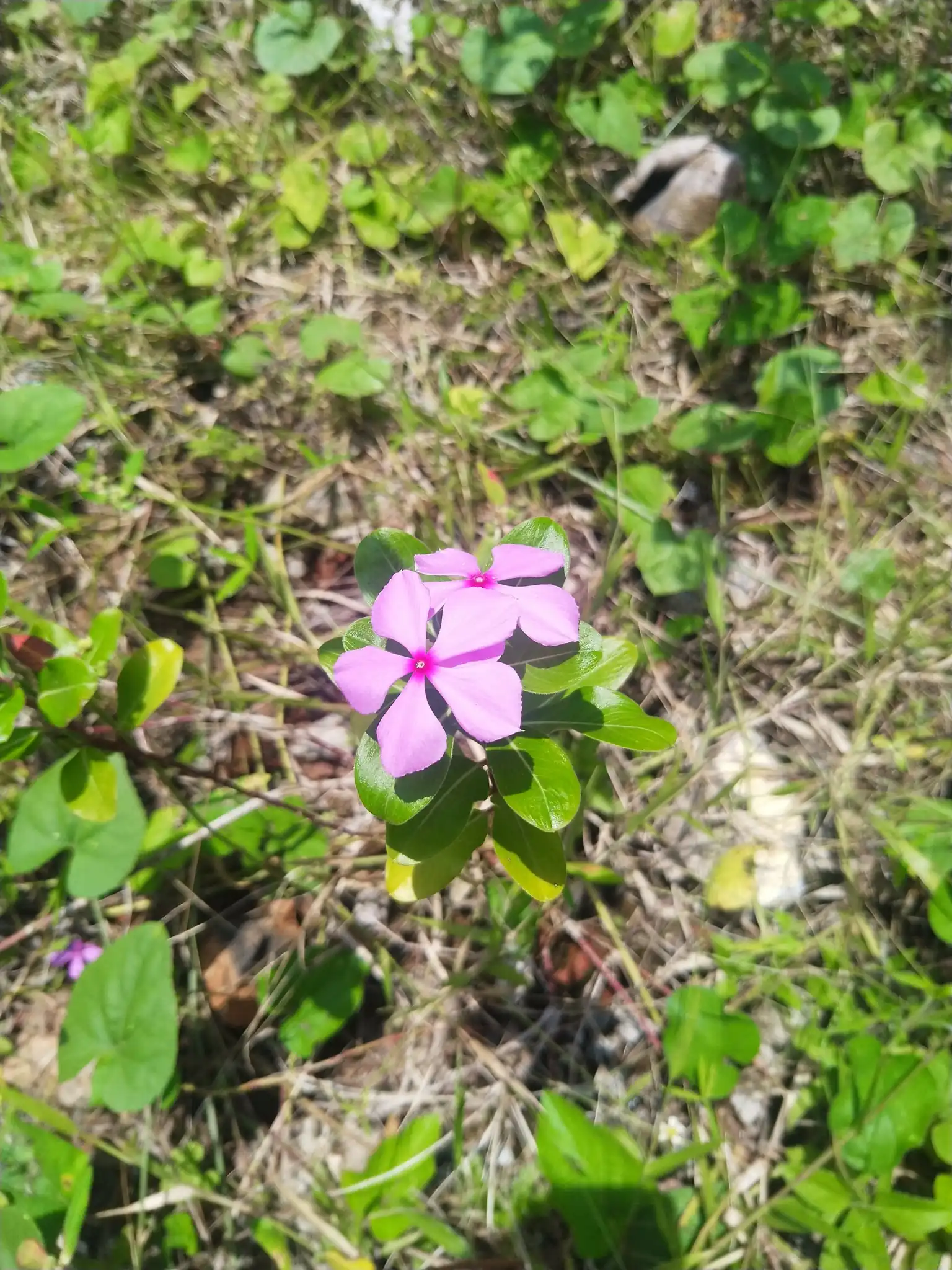 Madagascar Periwinkle