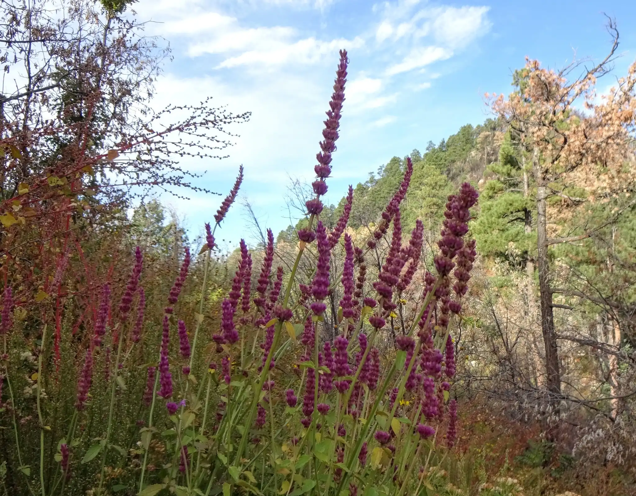 New Mexico Giant Hyssop