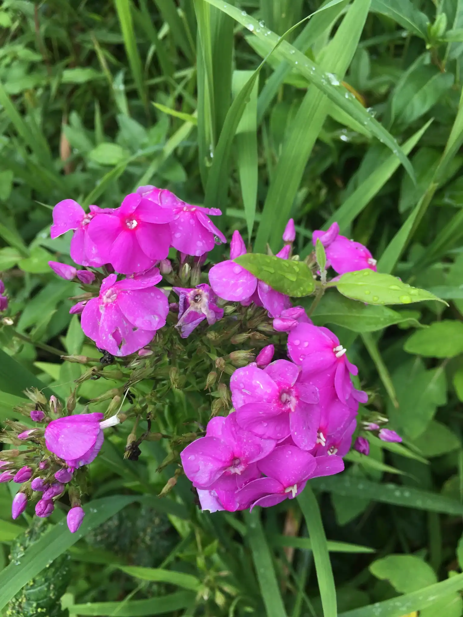 Garden Phlox
