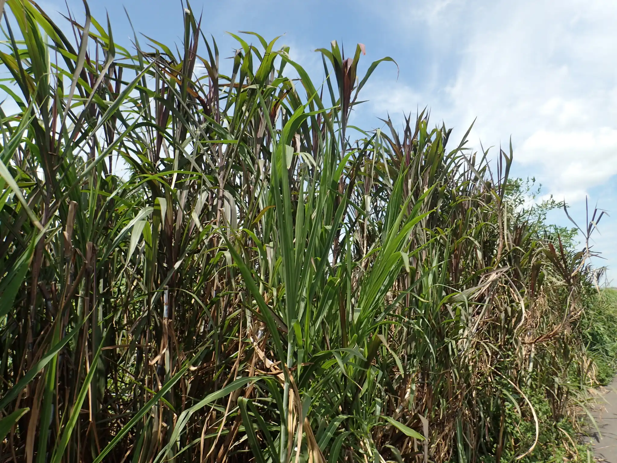 Elephant Grass