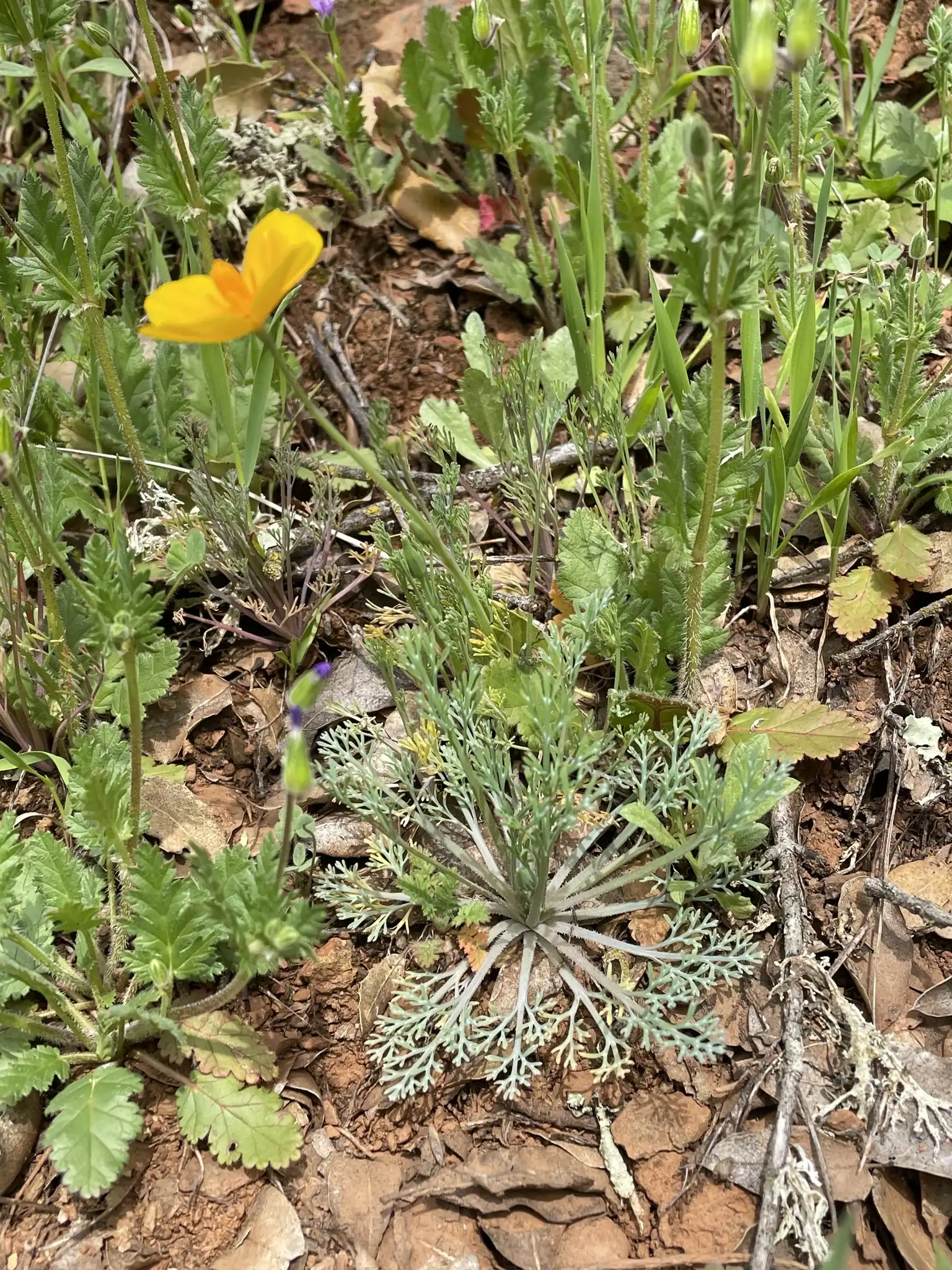 Tufted Poppy