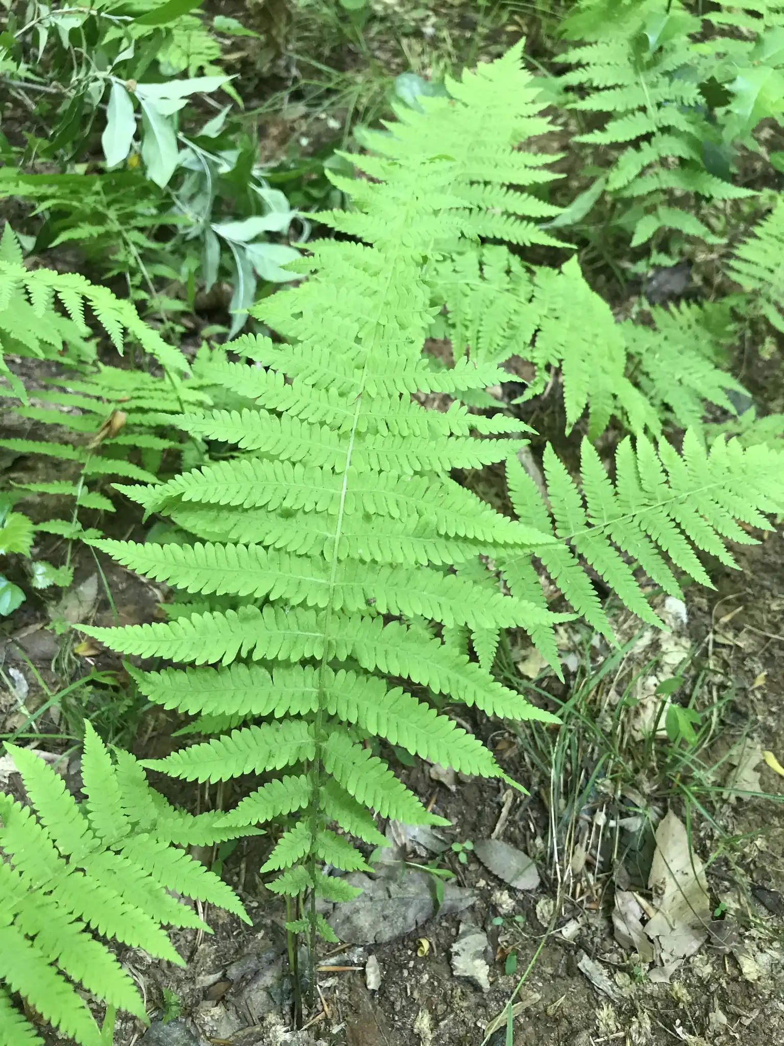 New York Fern