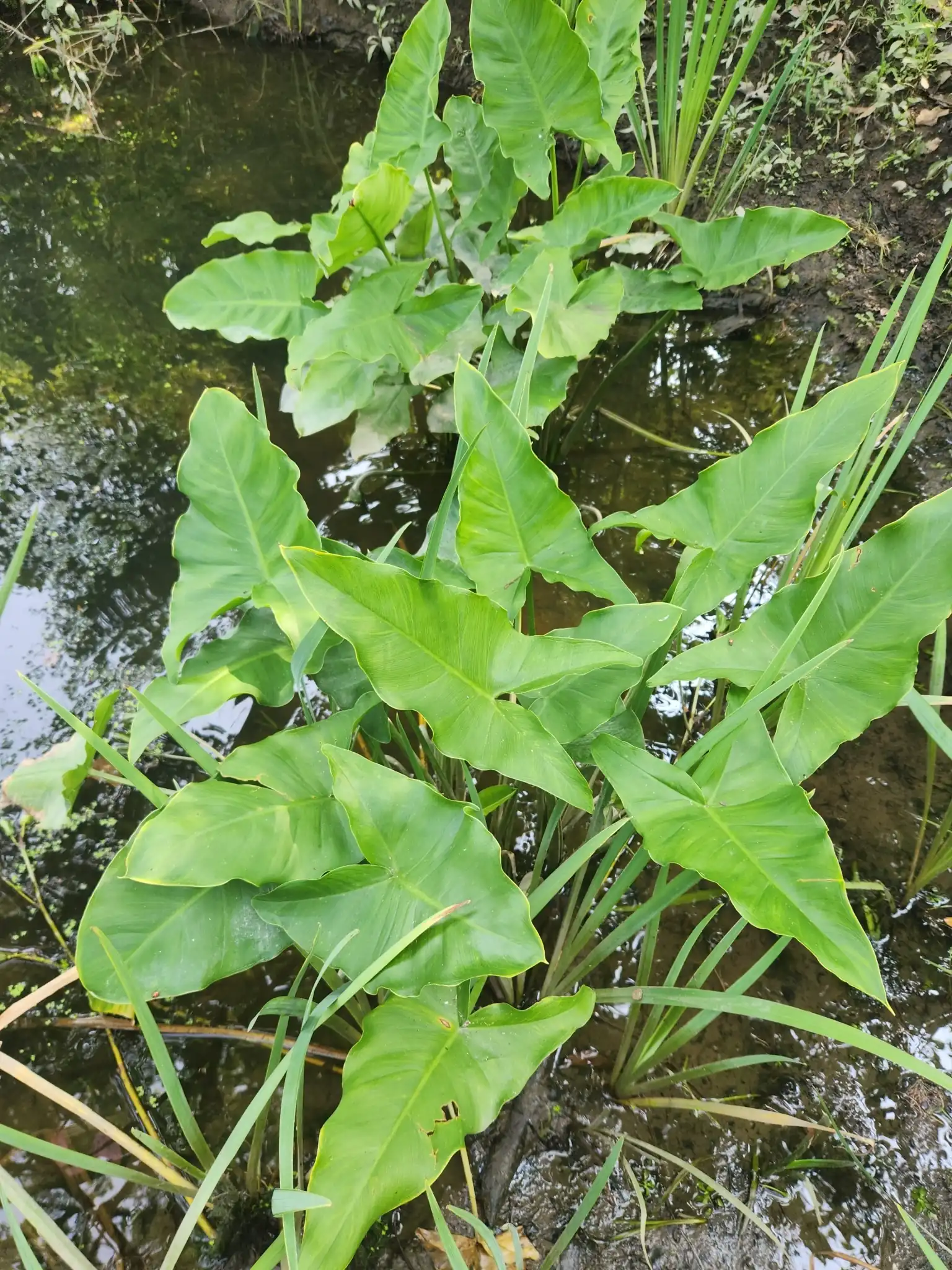 Arrow Arum