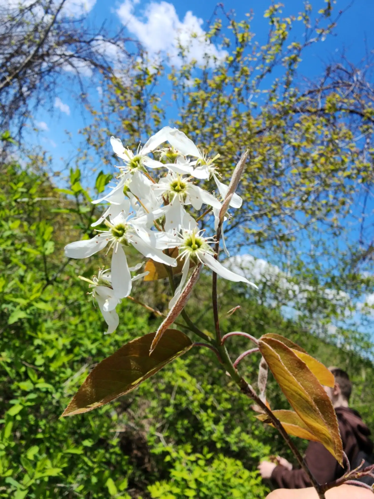 Serviceberry