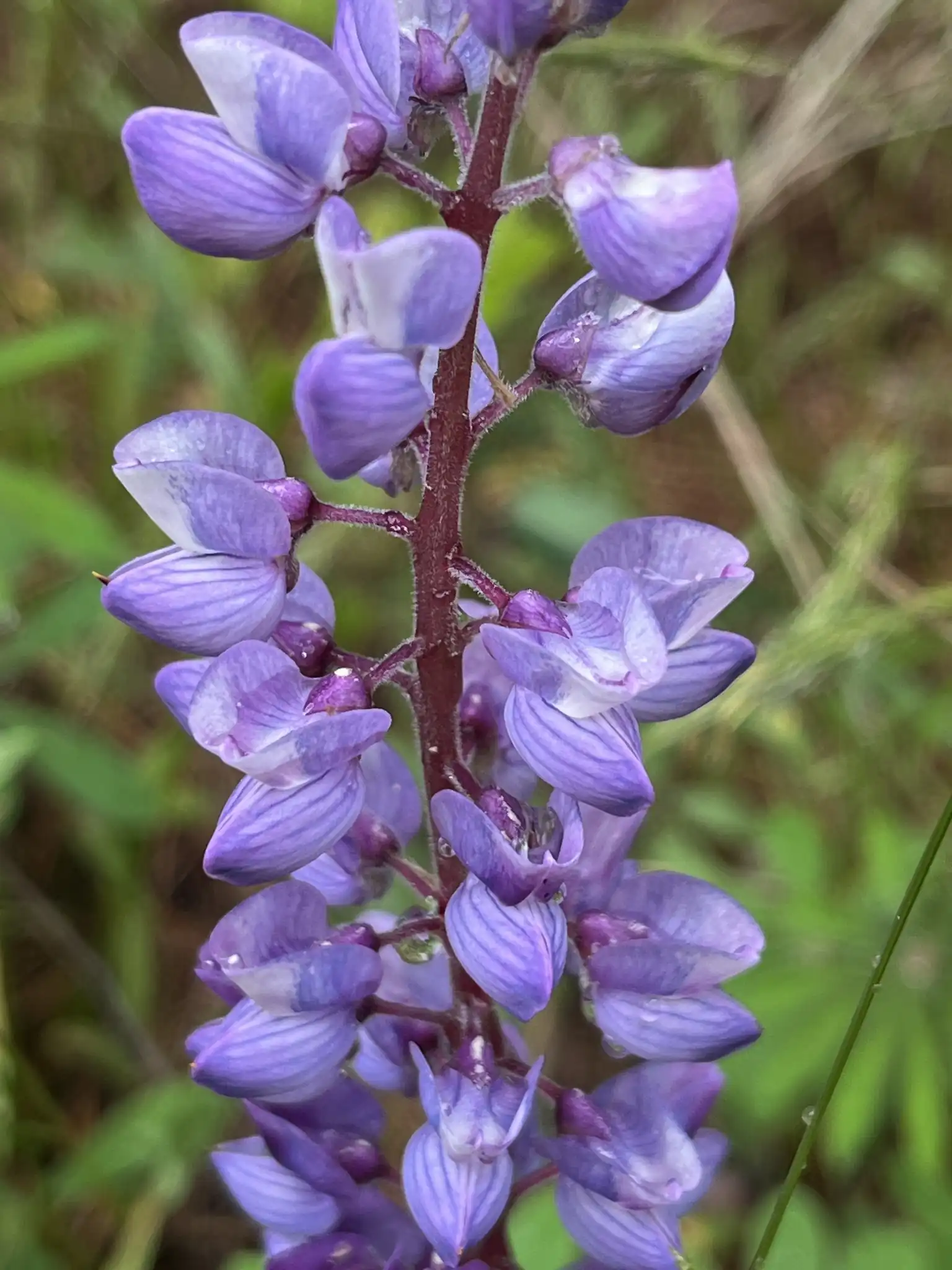 Wild Lupine