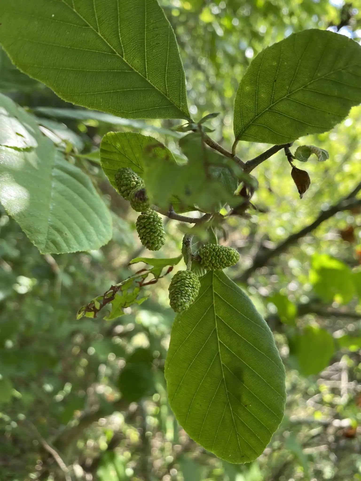 Smooth Alder