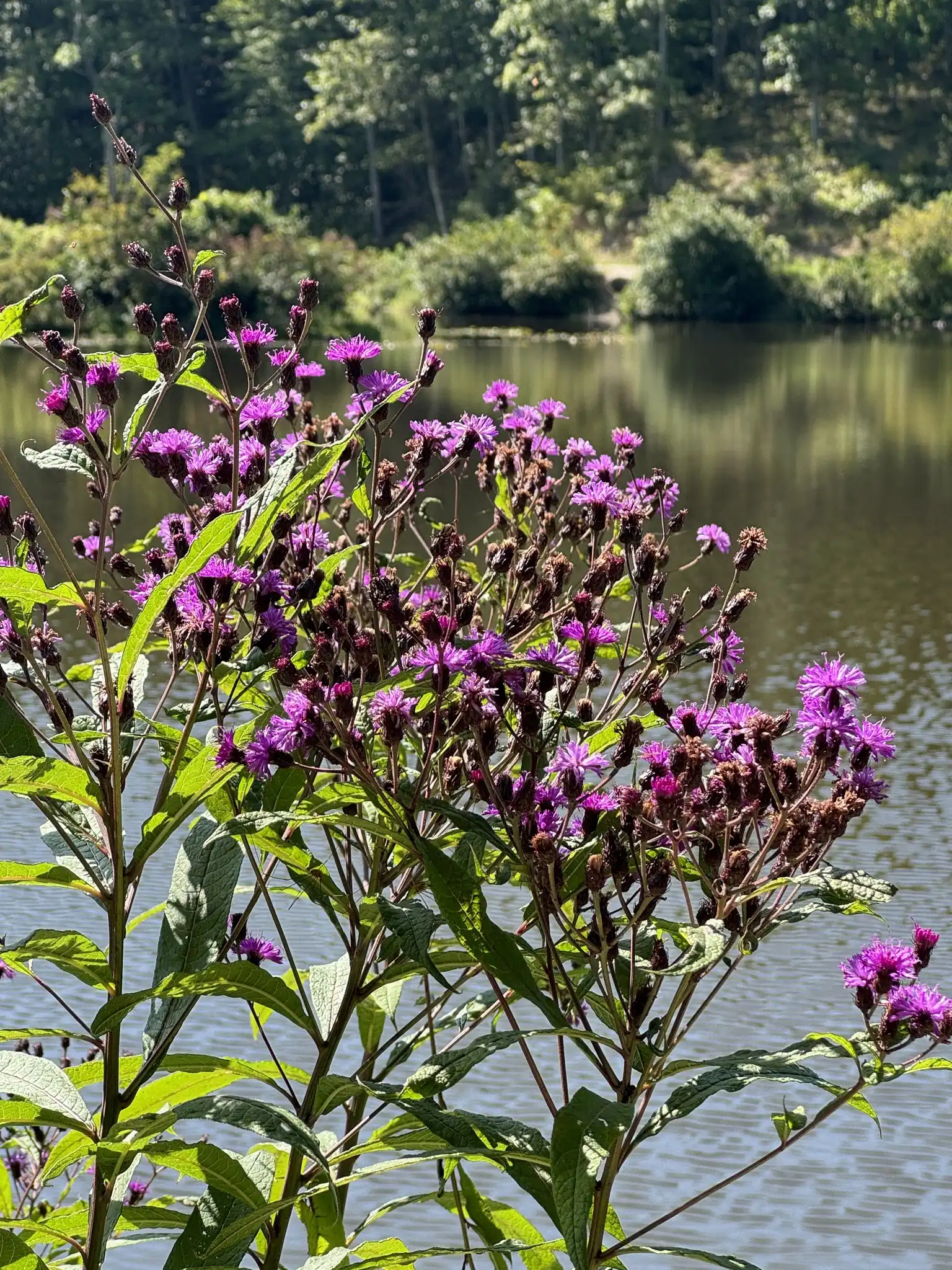 New York Ironweed