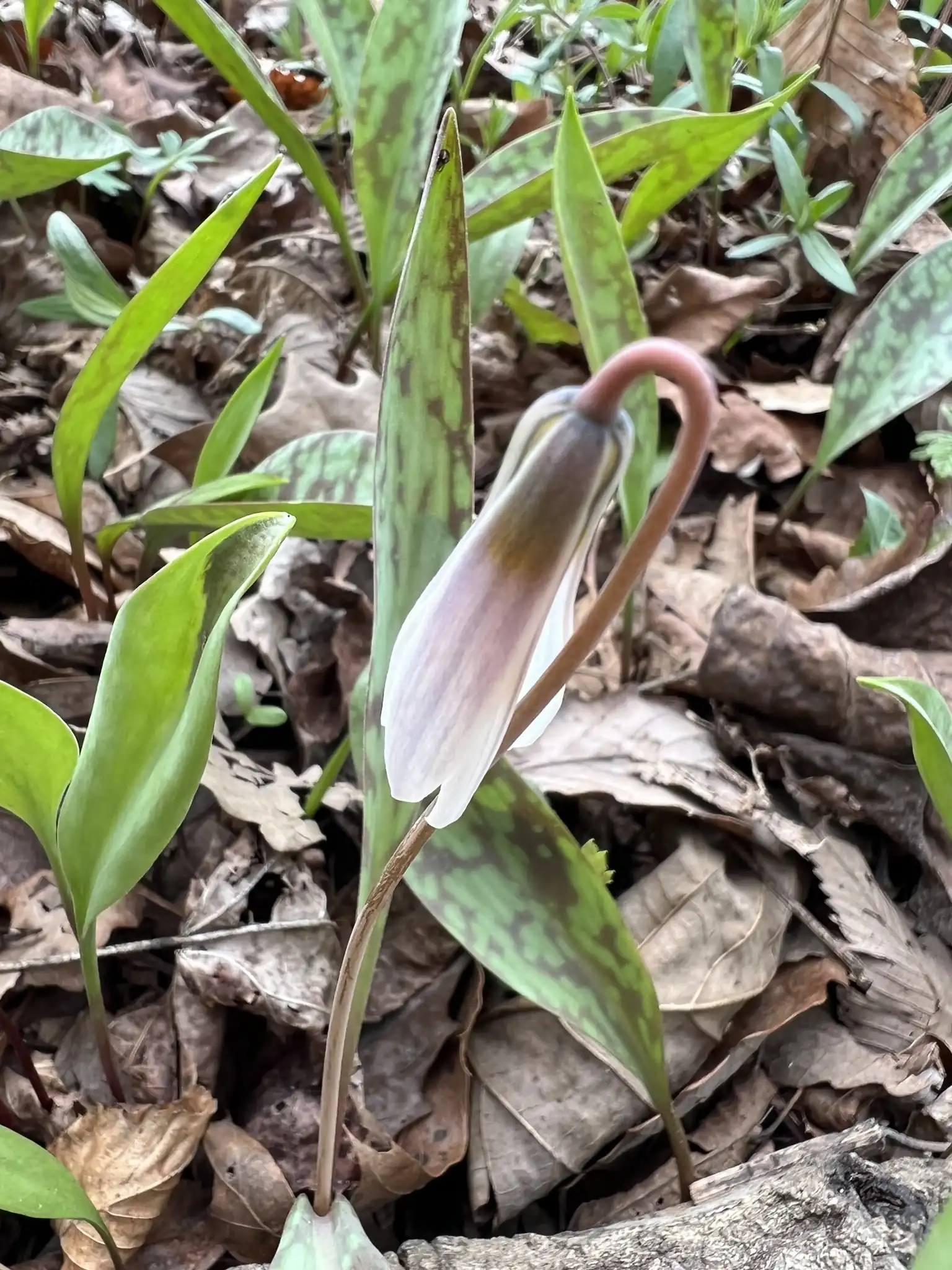 White Trout Lily