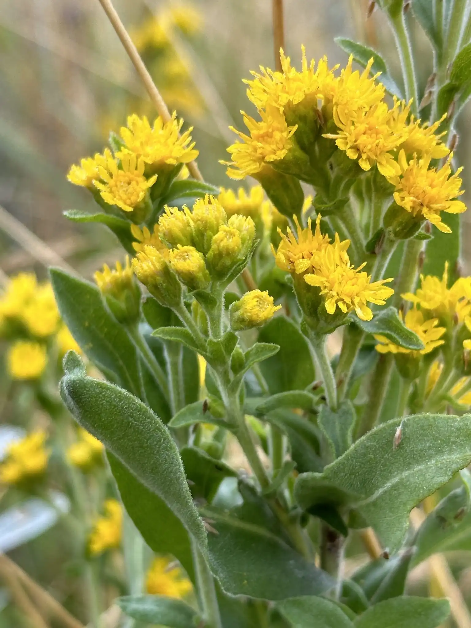 Stiff Goldenrod