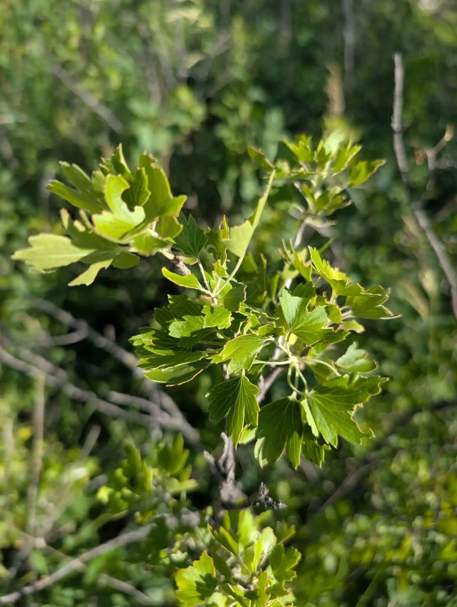Golden Currant