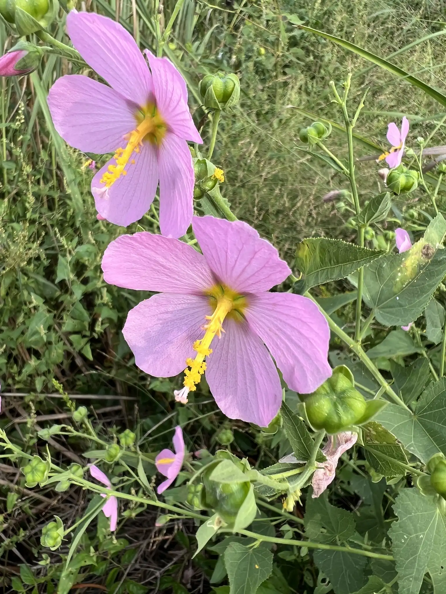 Seashore Mallow